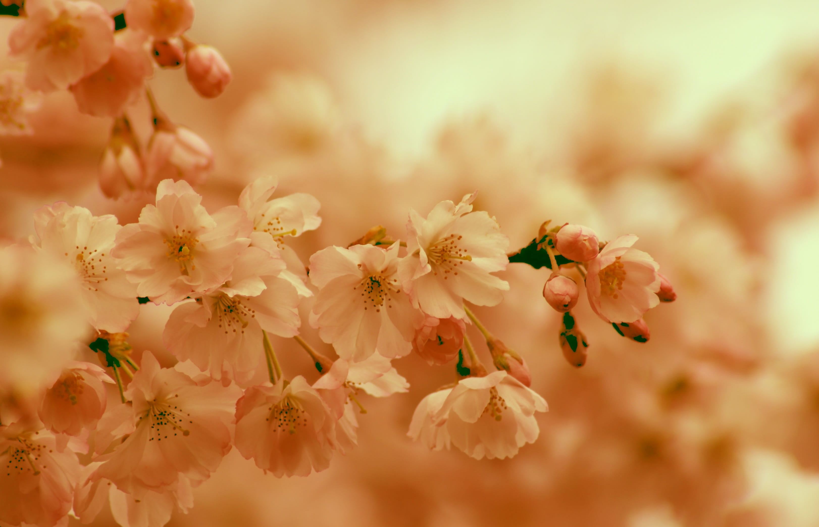 beauty in nature, color, flowering plant, fragility, sun, pink, close-up, summer, day, the spring messenger, freshness, cherry blossom, selective focus, HD Wallpaper