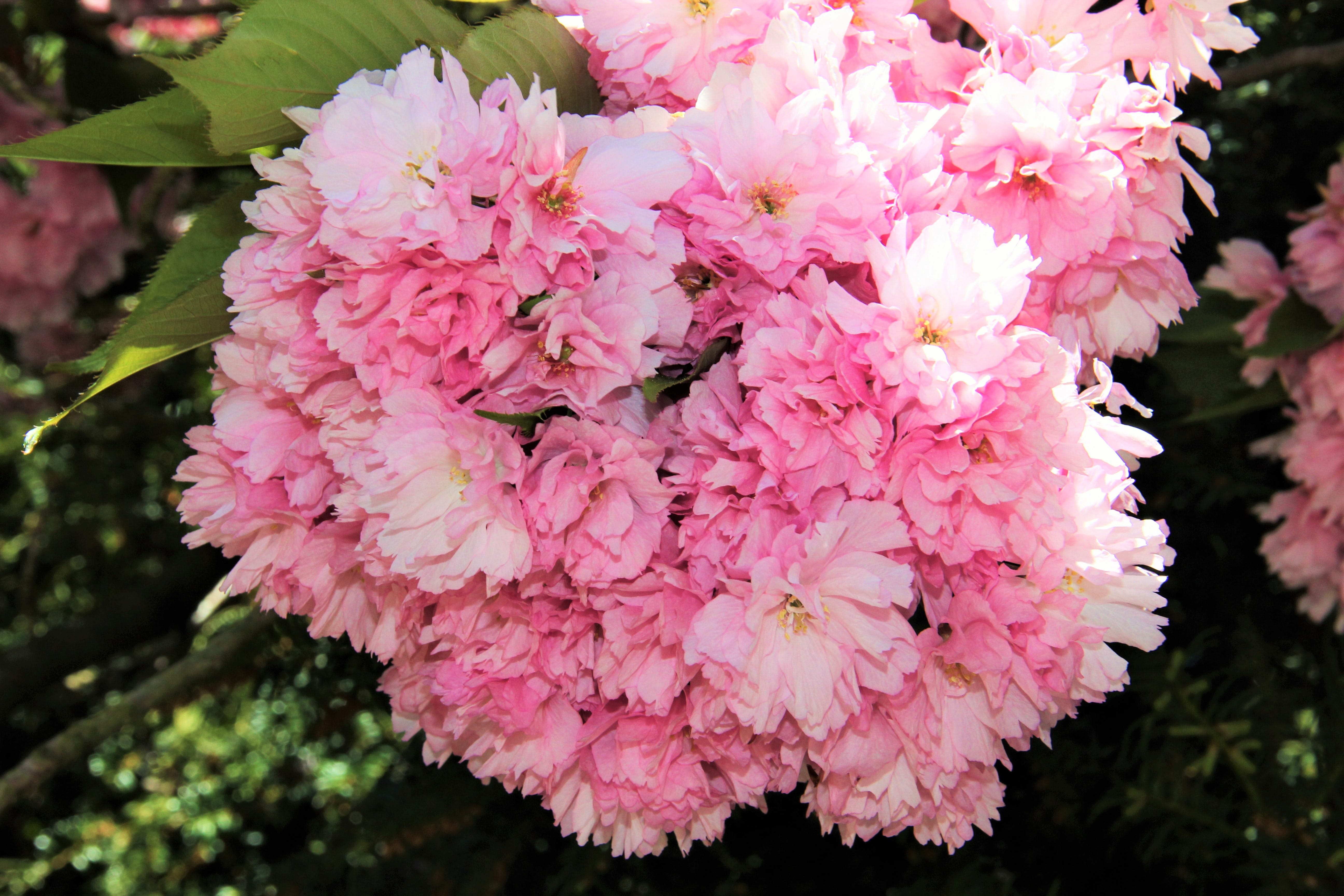day, pink, freshness, growth, flowering plant, sky, in bloom, blossom, peony, plant, Umbel, Flower, fragility, bouquet, inflorescence, beauty in nature, HD Wallpaper