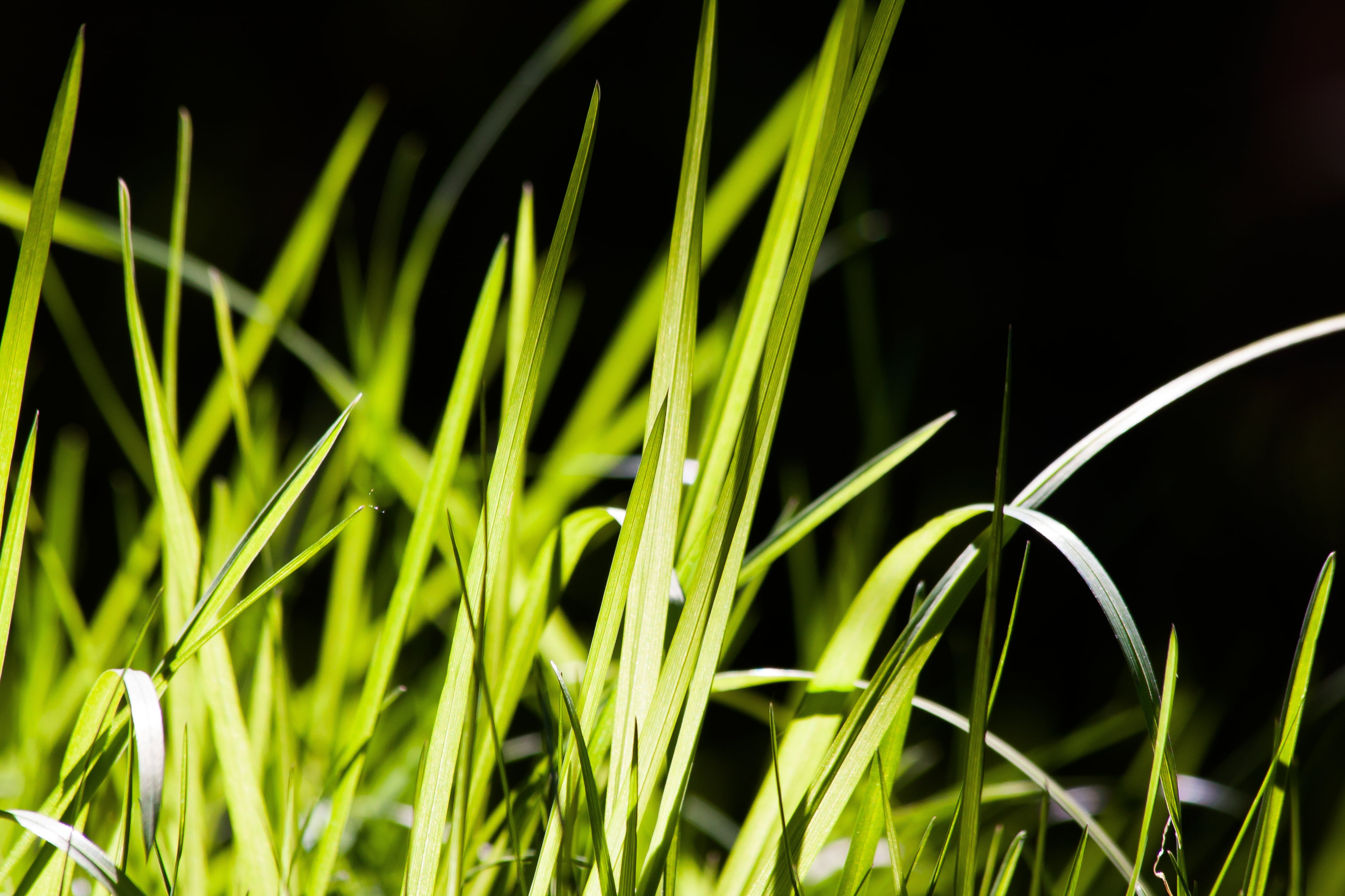 land, outdoors, back light, frisch, grass, close-up, water, 4K, lenz, agriculture, leaf, black background, dew, field, beauty in nature, meadow, blade of Grass, HD Wallpaper