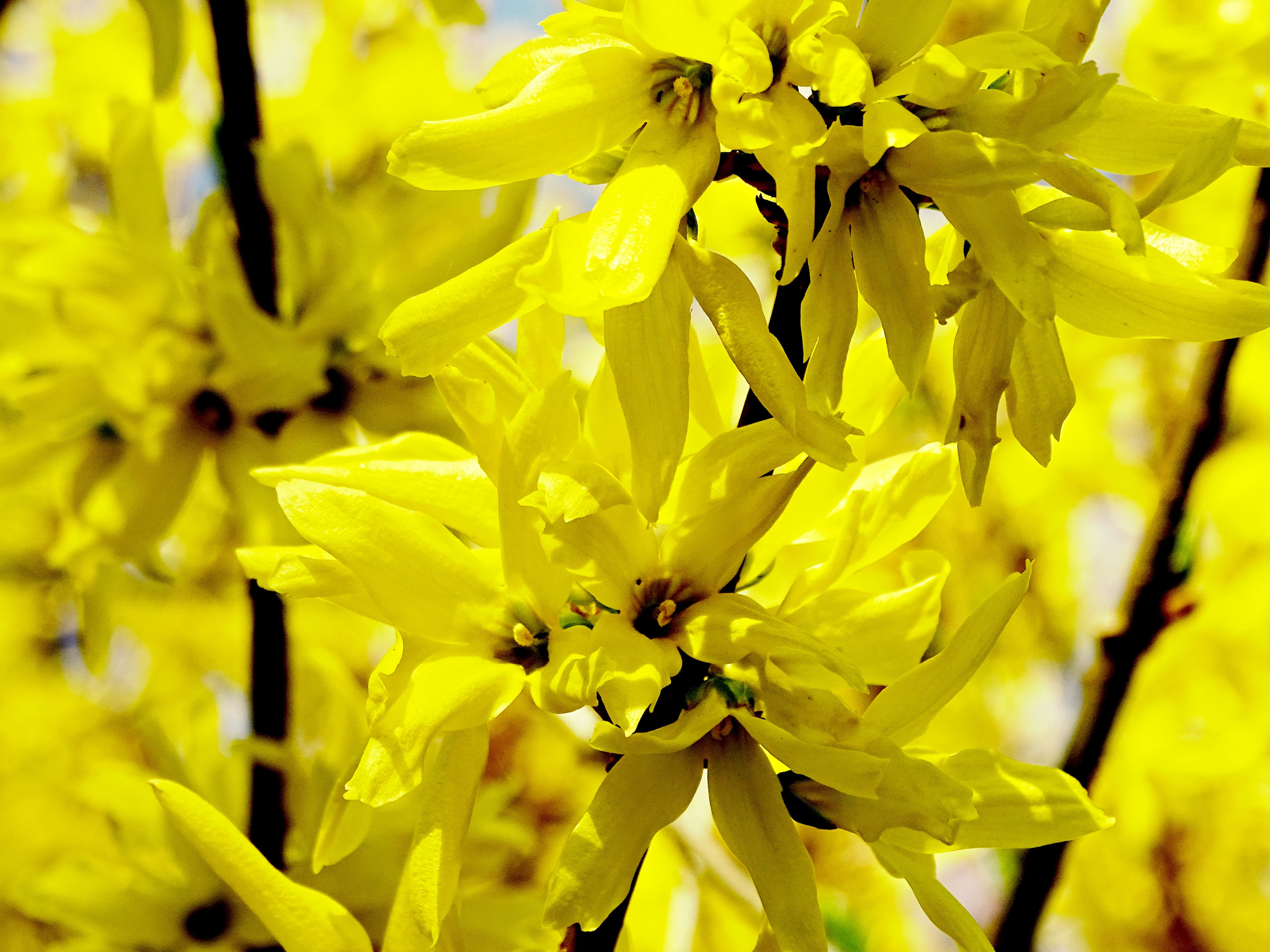 inflorescence, ornamental shrub, freshness, plant, yellow, nature, vulnerability, blossom, farbenpracht, bloom, fragility, forsythienblüte, springtime, HD Wallpaper