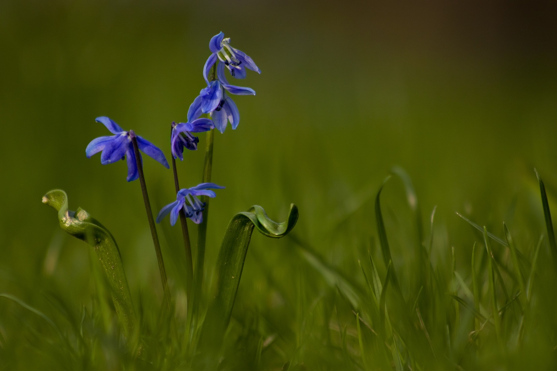 green color, outdoor, purple, iris - plant, fragility, no people, 1080P, bloom, field, lenz, in the, blossom, leaves, beauty in nature, spring, nature, HD Wallpaper