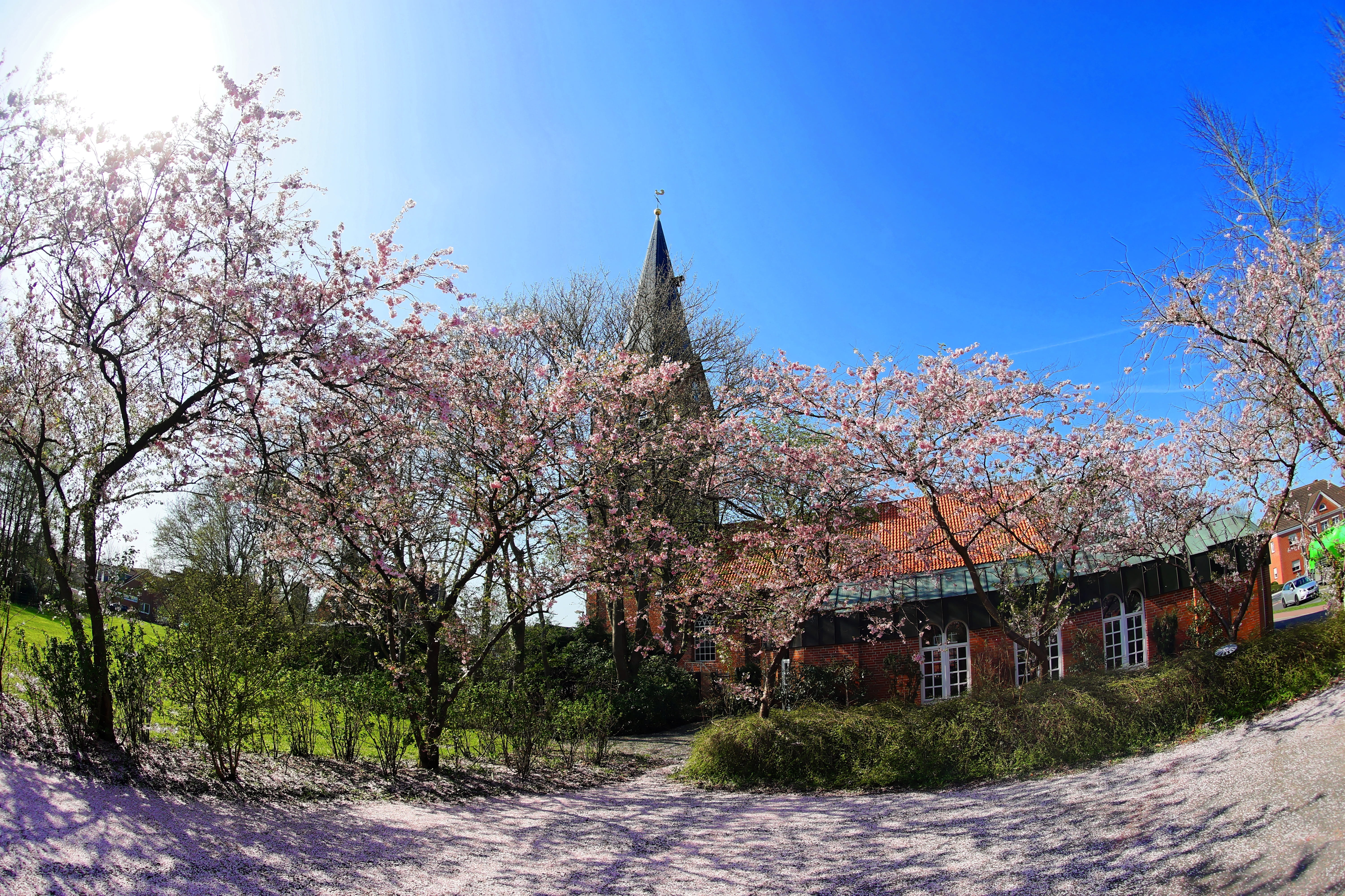 flower, church, built structure, change, greeting card, cherry tree, beauty in nature, blütenmeer, no people, spring awakening, sky, color, floral, japanese cherry trees, HD Wallpaper