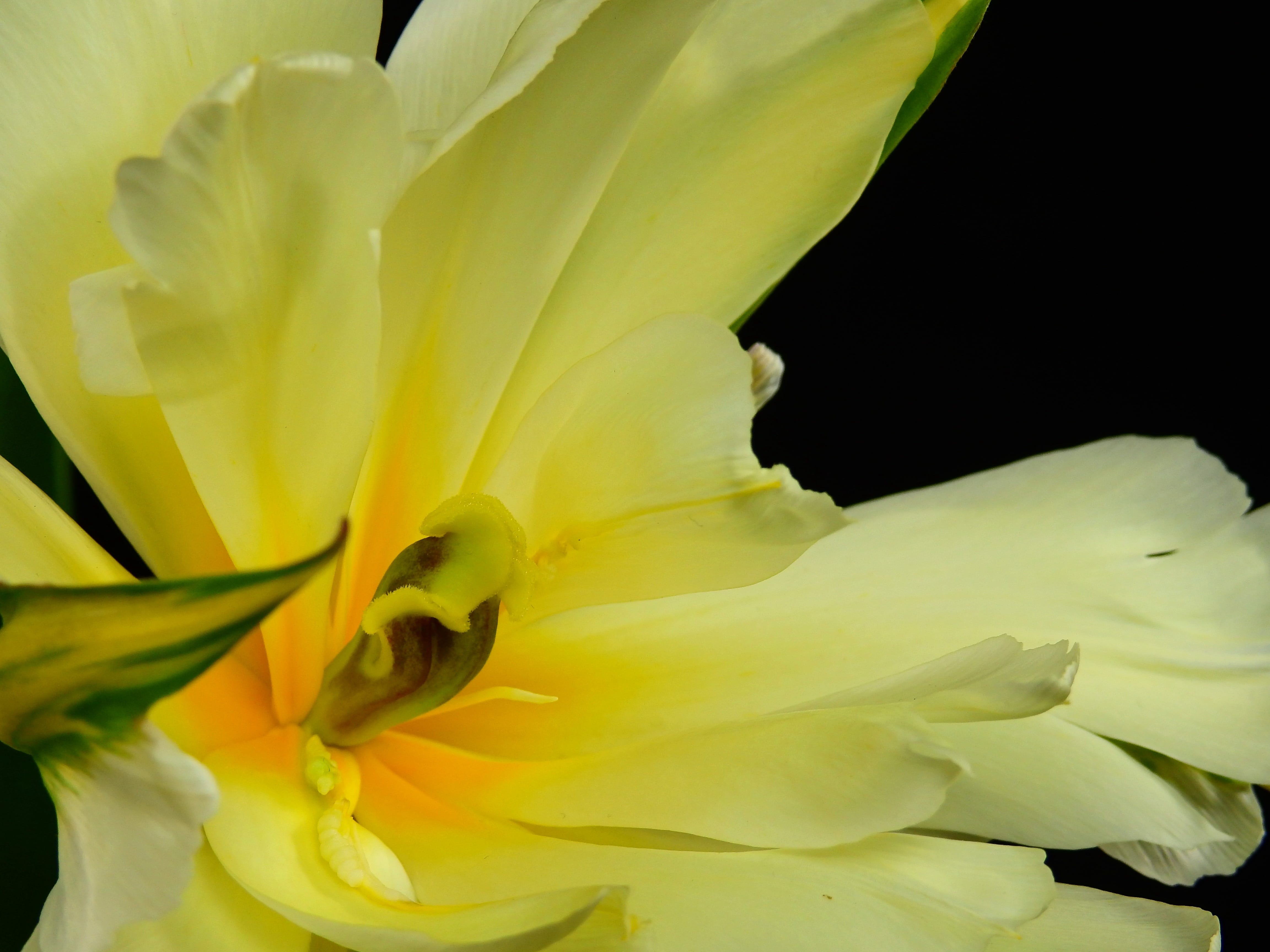 freshness, vulnerability, no people, flower Head, softness, flowering plant, flower arrangement, botany, lenz, bloom, parrot tulip, petal, tulip, 4K, spring, HD Wallpaper