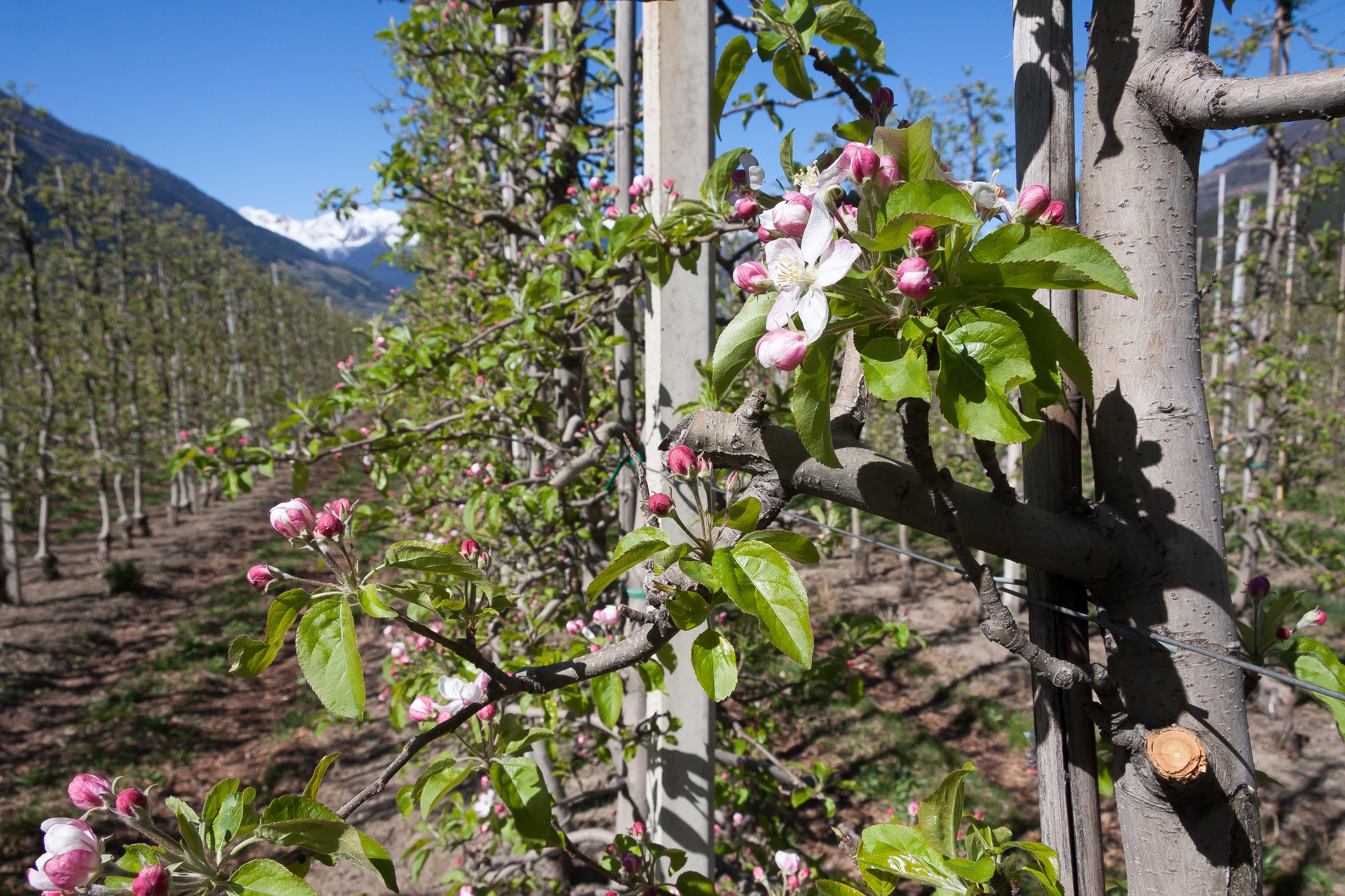 plantation, nature, sky, day, plant part, plant, blossom, trellis, smell, apple blossom, vulnerability, sprout, tree, beauty in nature, outdoors, fragility, HD Wallpaper