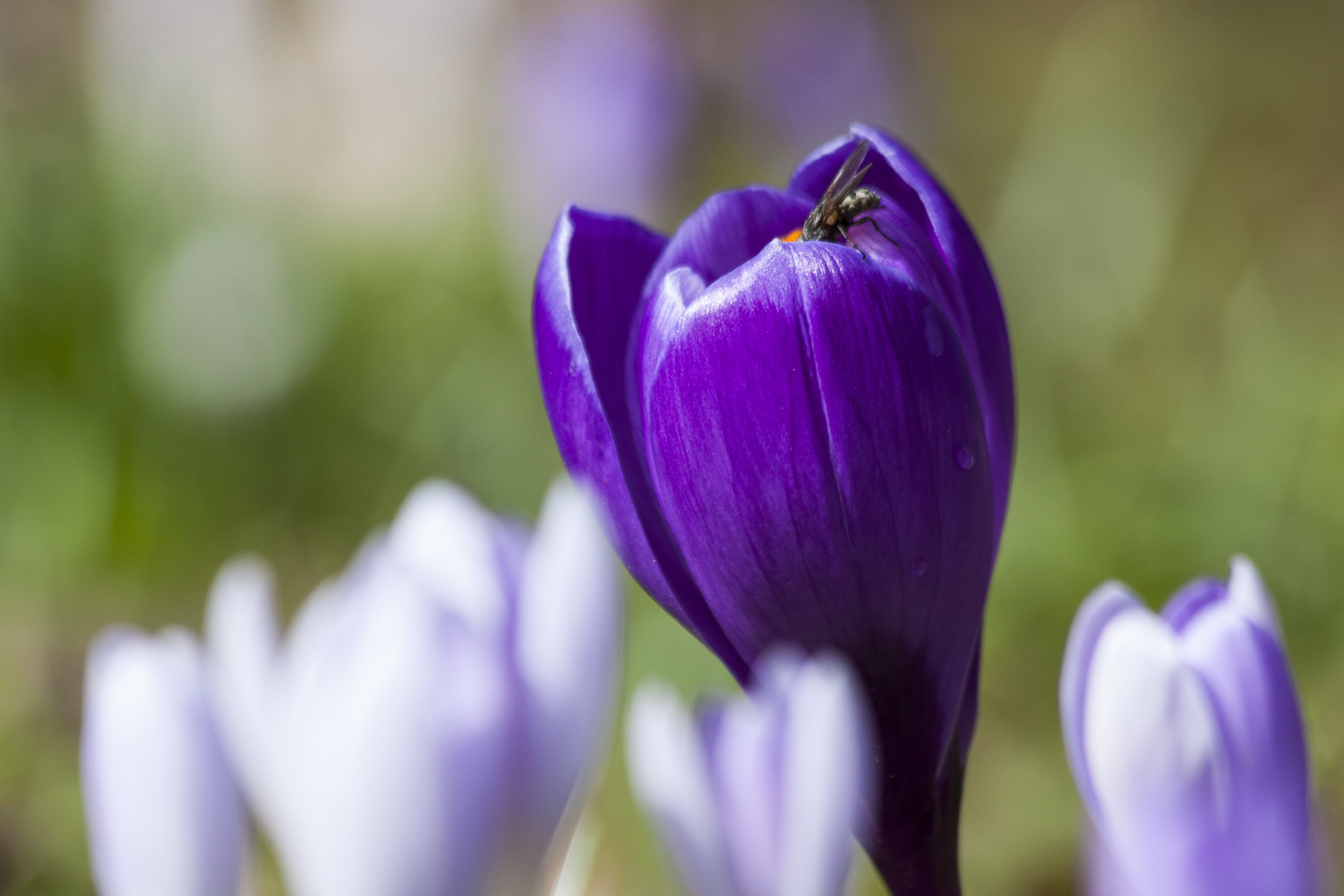 4K, spring, no people, bloom, focus, selective focus, fly, fragility, flowering plant, photography, focus on foreground, iris - plant, nature, blossom, HD Wallpaper