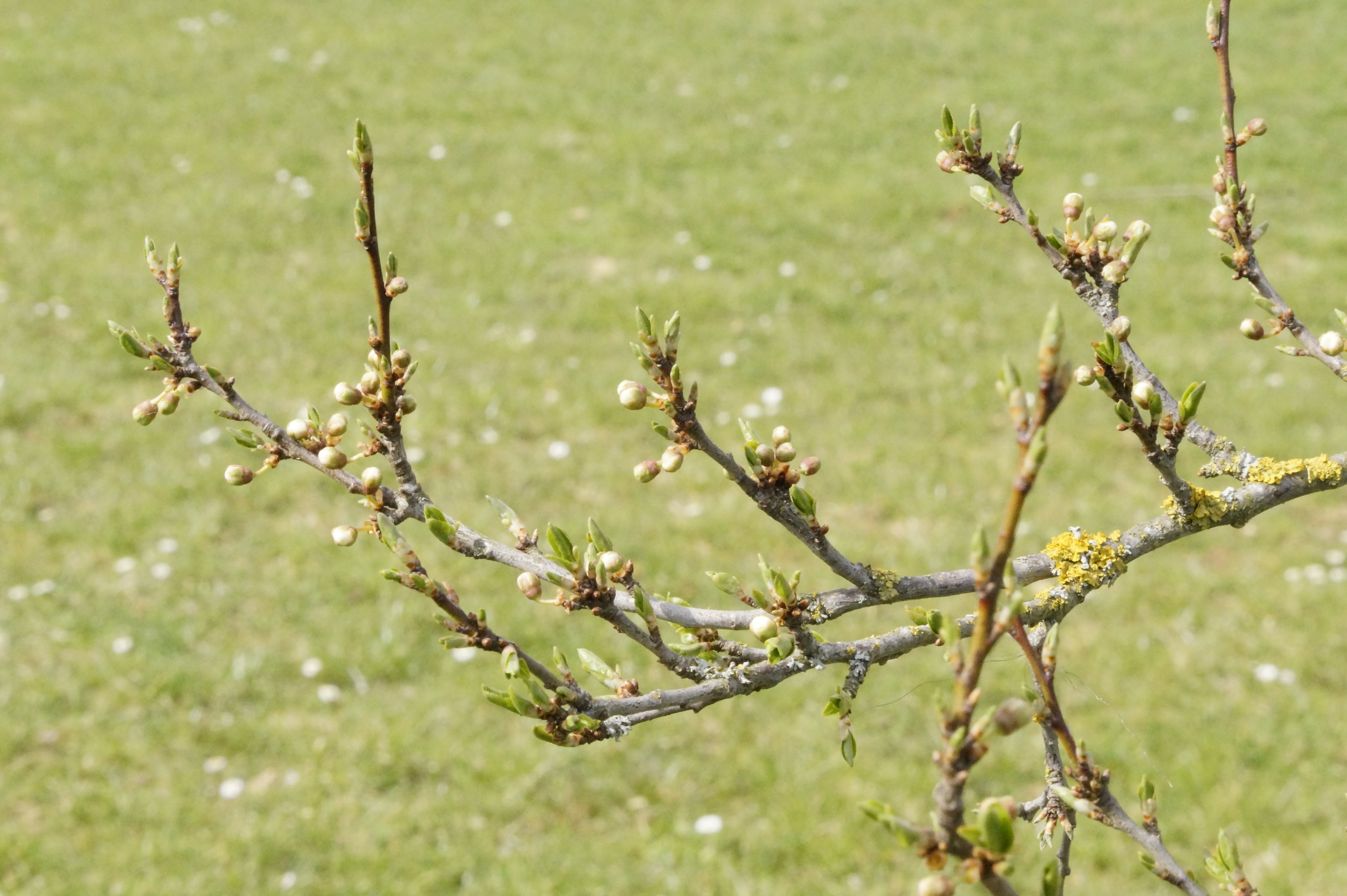 knock out, freshness, selective focus, green color, flower head, young, plant, spring, outdoors, vulnerability, sprout, april, beauty in nature, flowering plant, HD Wallpaper
