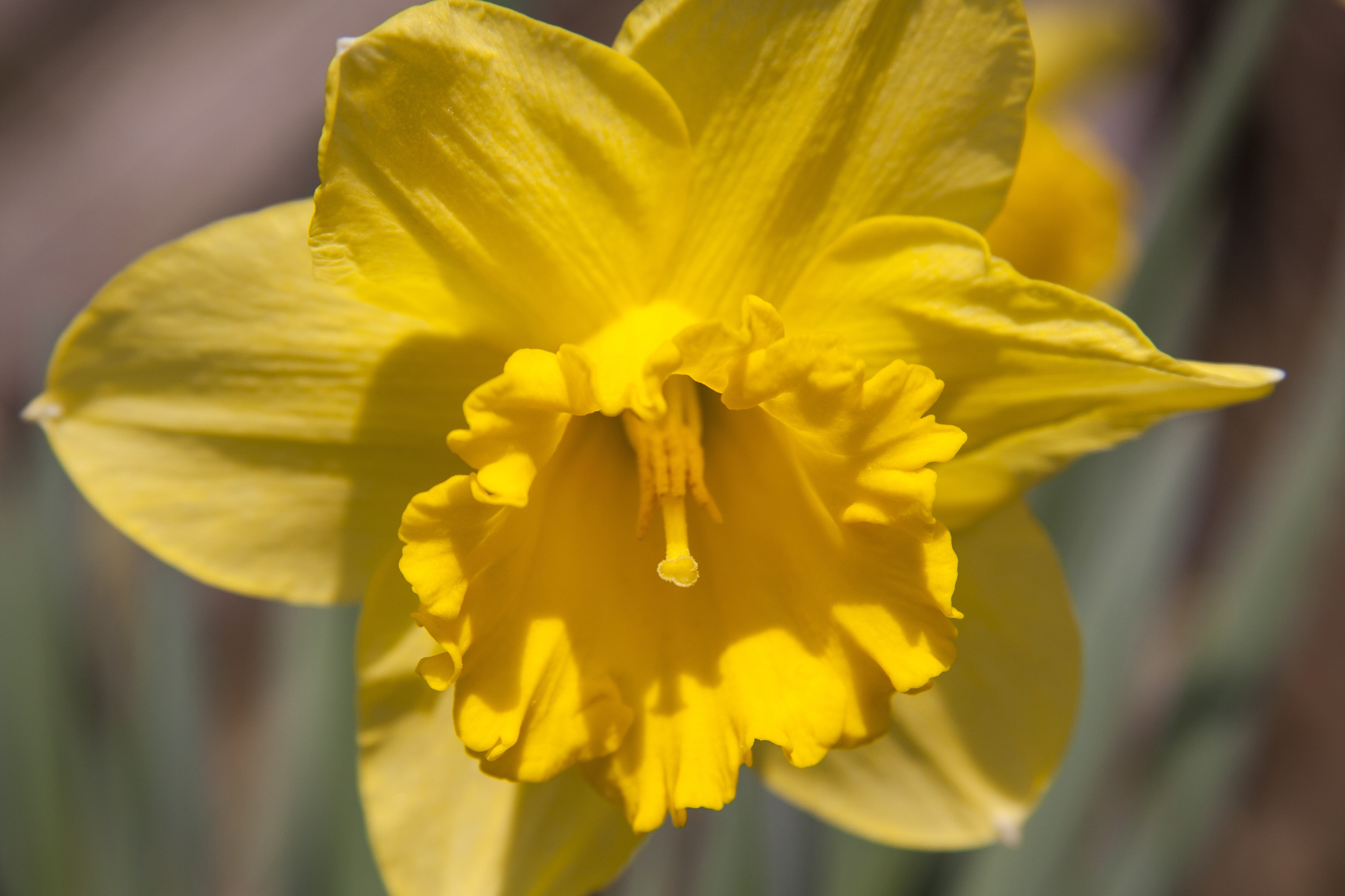 growth, daffodil, 4K, narcissus, inflorescence, focus on foreground, close-up, petal, day, vulnerability, flowering plant, flowers, lenz, flower head, HD Wallpaper