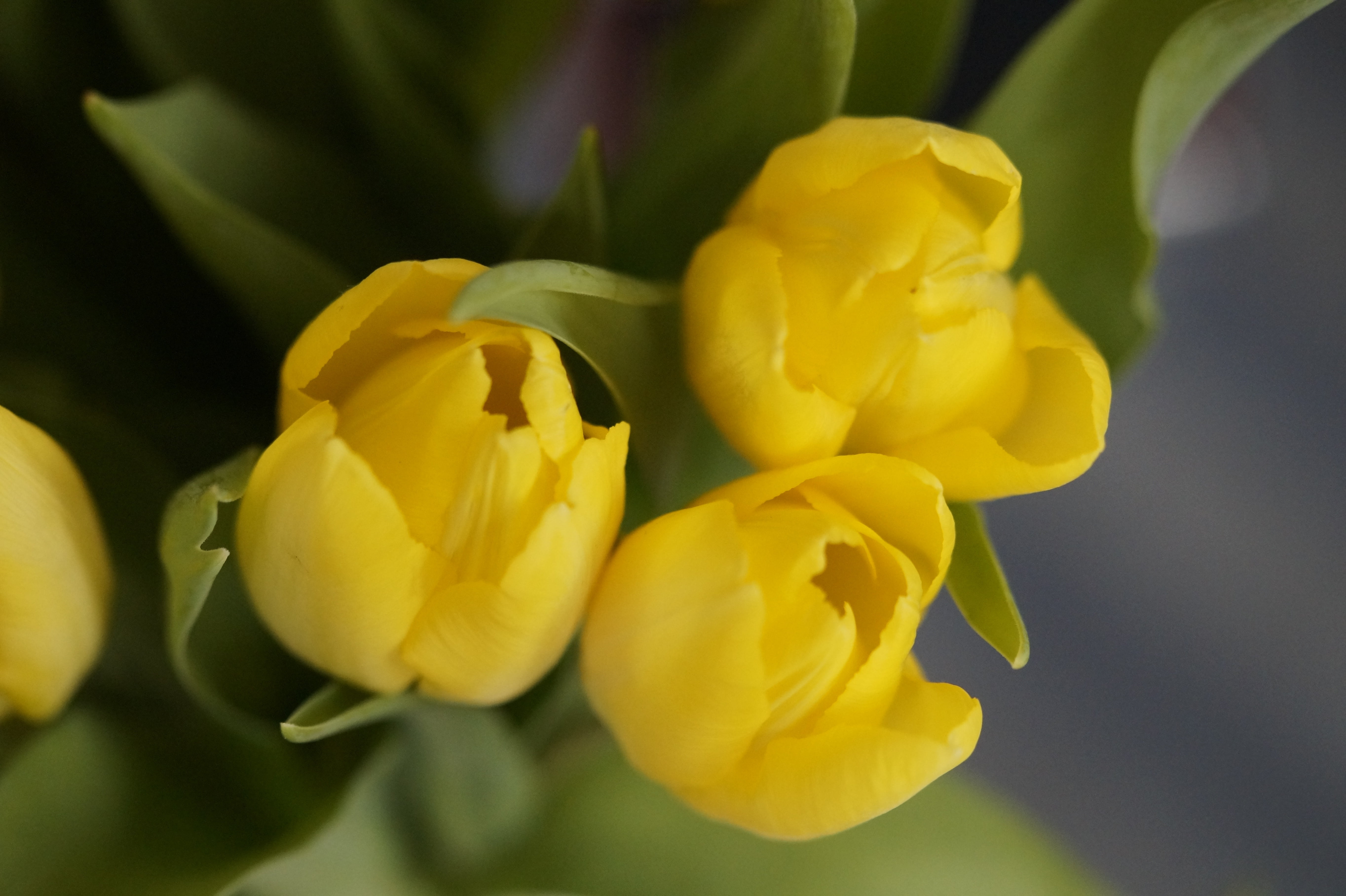freshness, beauty in nature, vulnerability, schnittblume, tulips, blossomed, fragility, yellow, nature, tulip, yellow tulips, close-up, flowering plant, HD Wallpaper