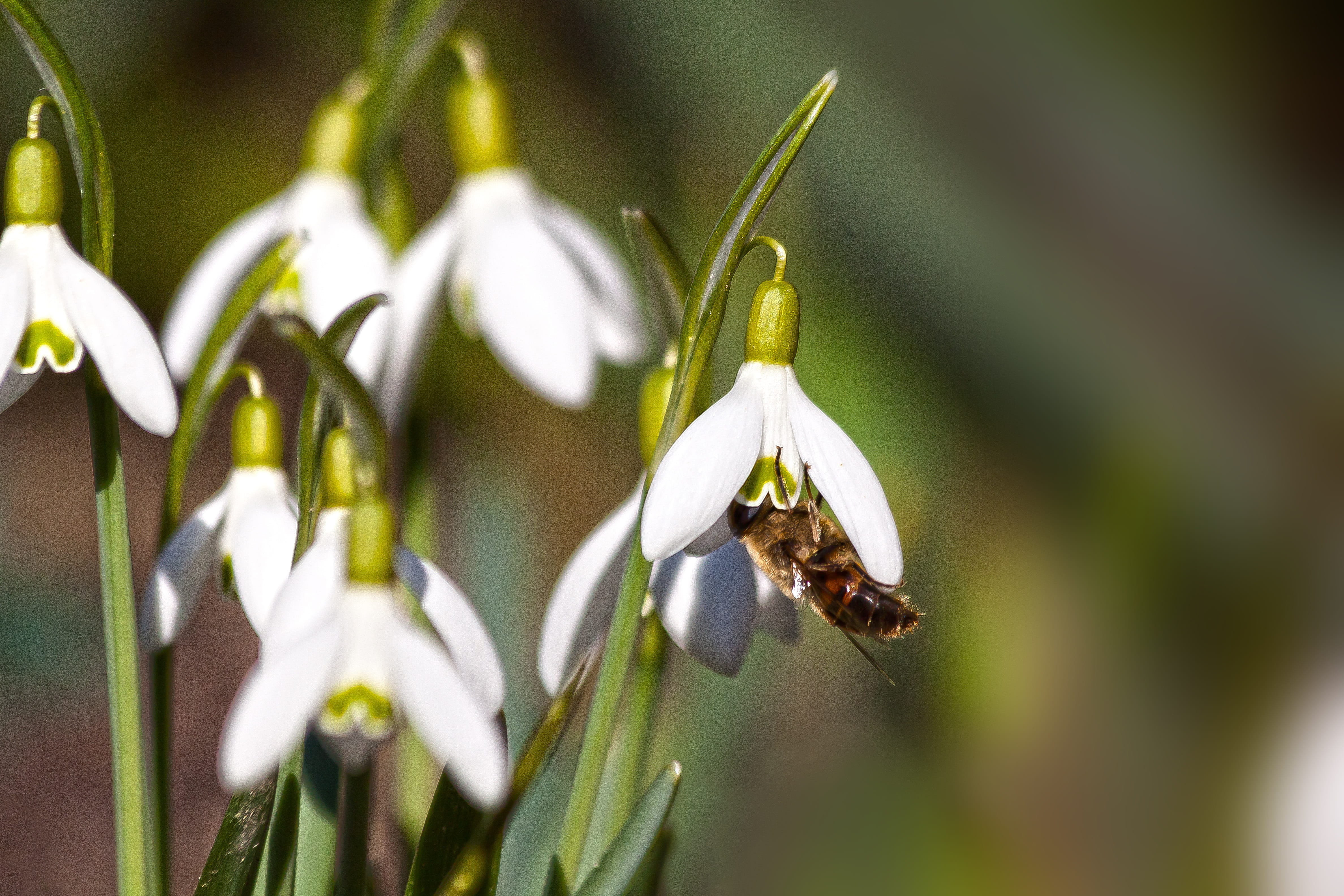 growth, animal wildlife, animal themes, flora, plant, fragility, 4K, bloom, flower, beauty in nature, white, focus on foreground, close-up, flower head, HD Wallpaper