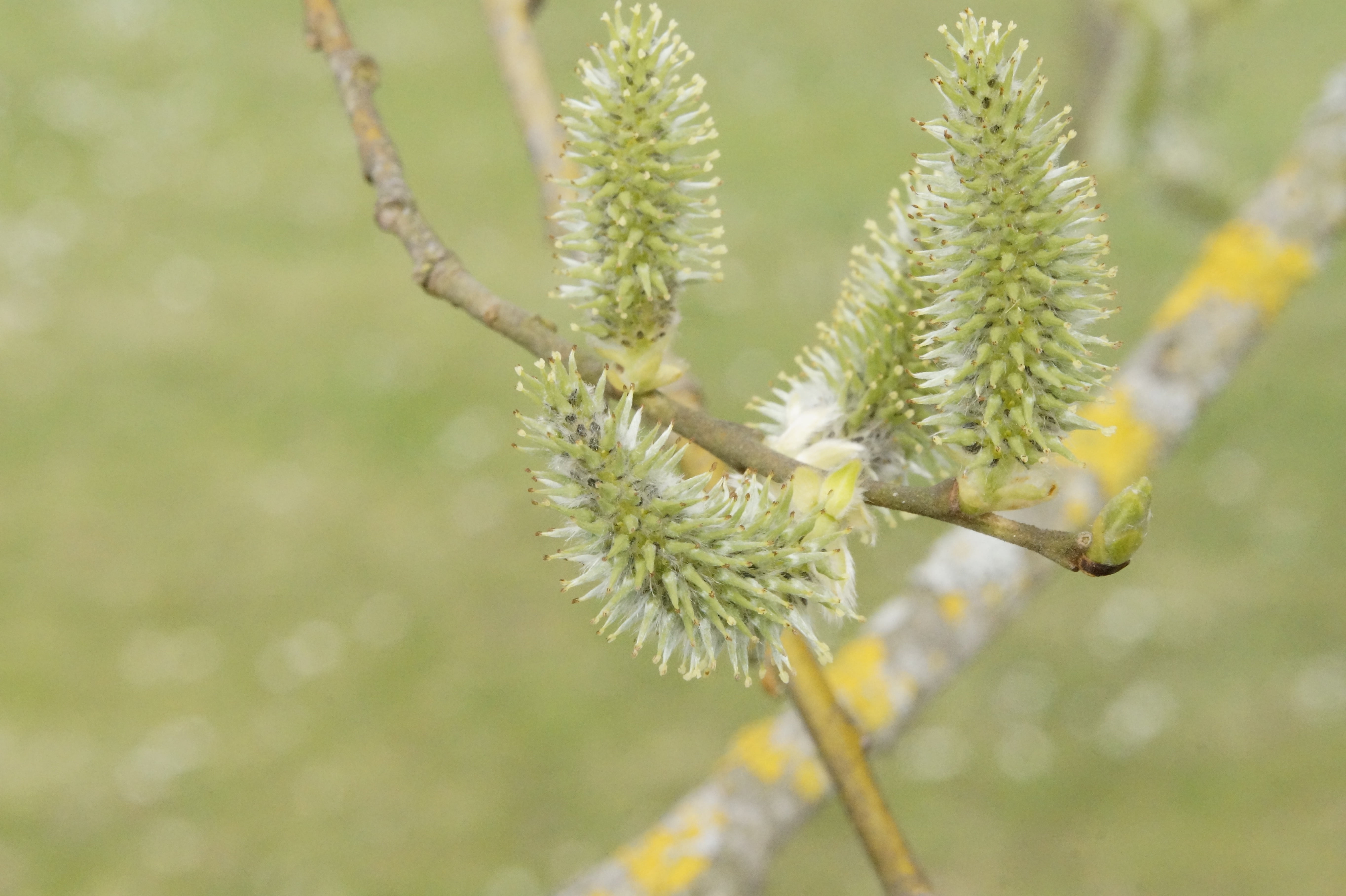 flower head, young, selective focus, april, growth, freshness, spring, yellow, green color, shoots, tranquility, renewal, day, beauty in nature, coniferous tree, HD Wallpaper