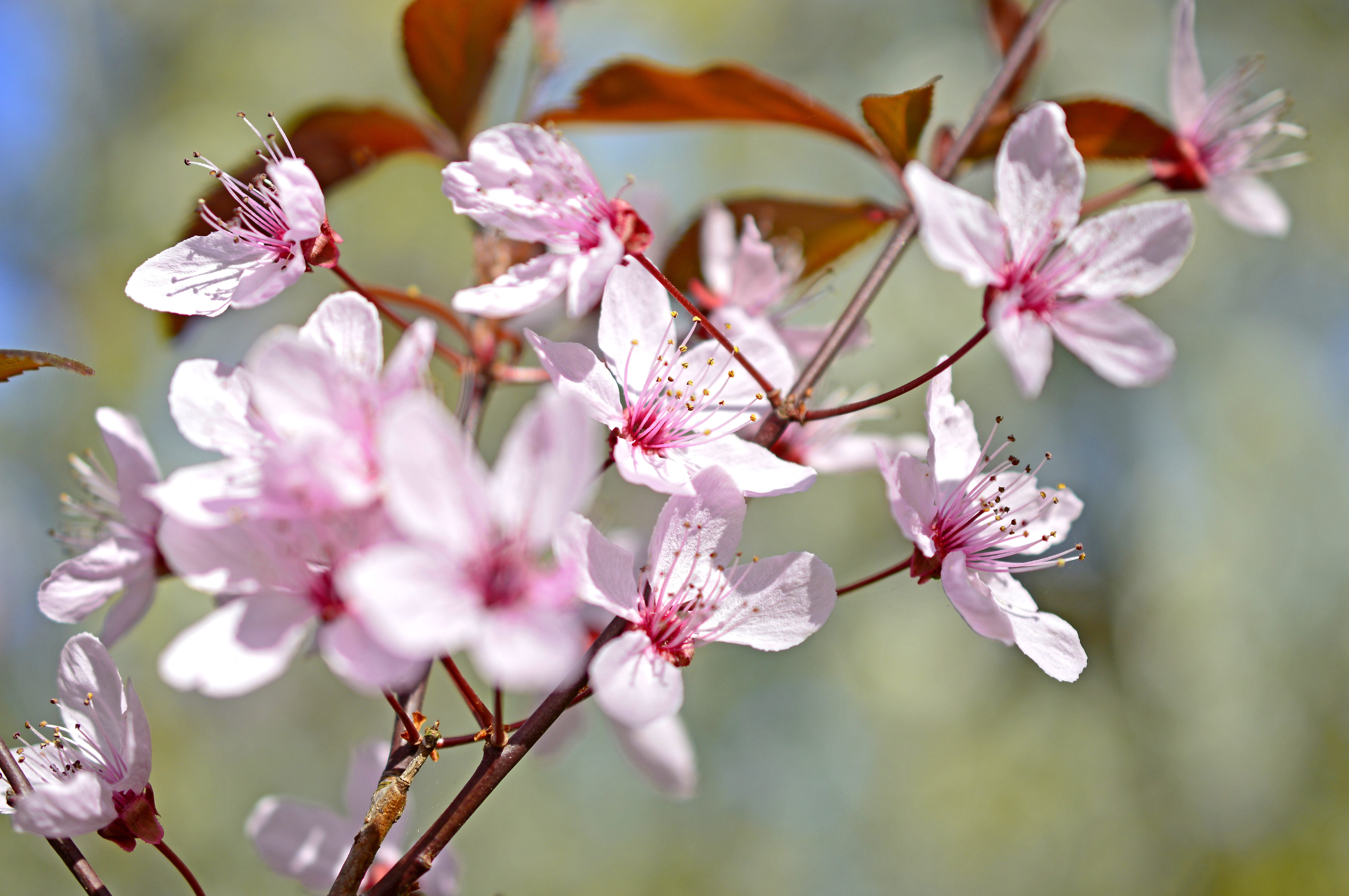tree, close-up, flowering plant, flower head, flowering twig, inflorescence, pollen, day, flowers, nature, vulnerability, red leaf, lenz, springtime, no people, HD Wallpaper