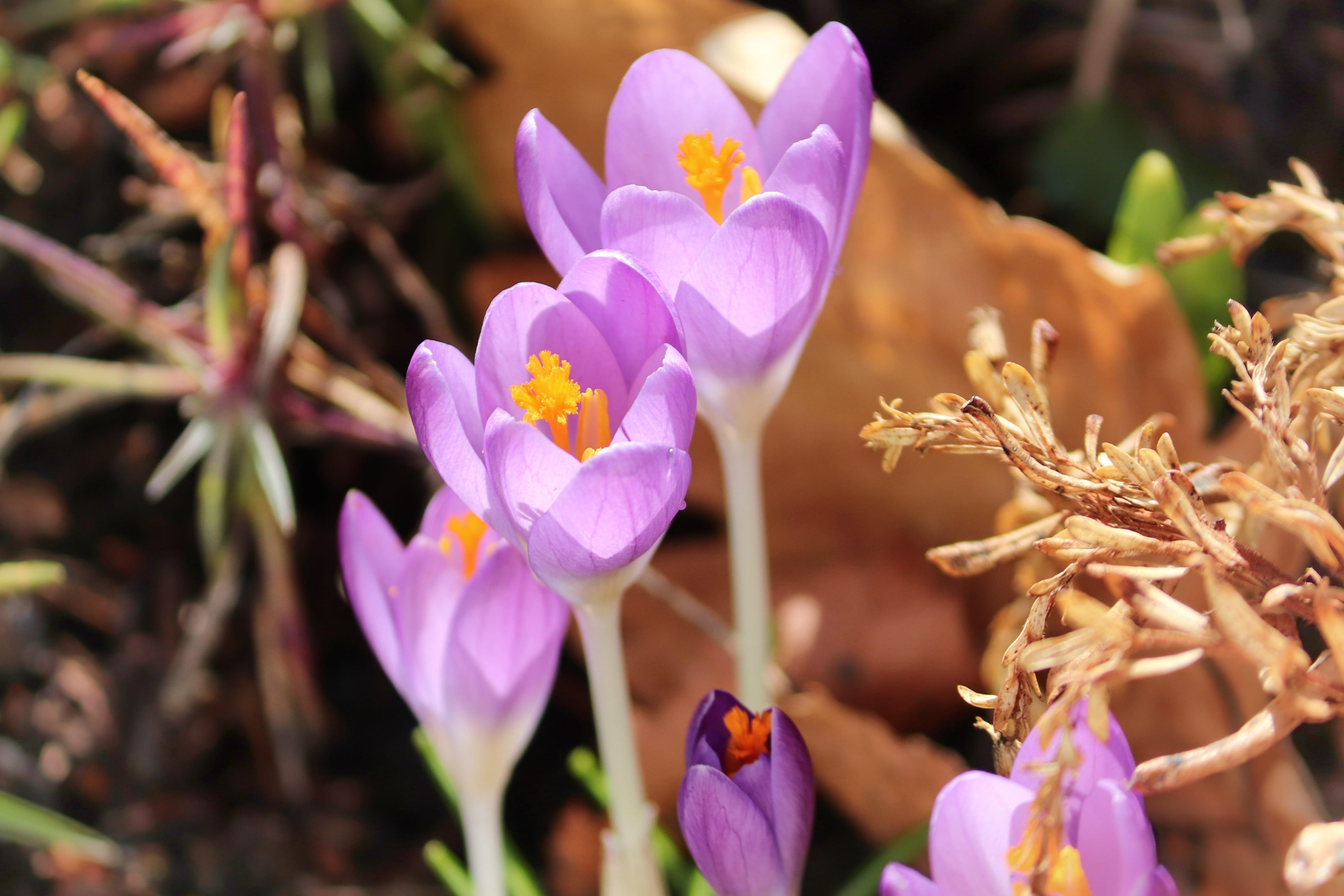 purple, focus on foreground, frühlingsanfang, early bloomer, beauty in nature, lenz, flower, plant, field, petal, no people, violet, fragility, close-up, HD Wallpaper