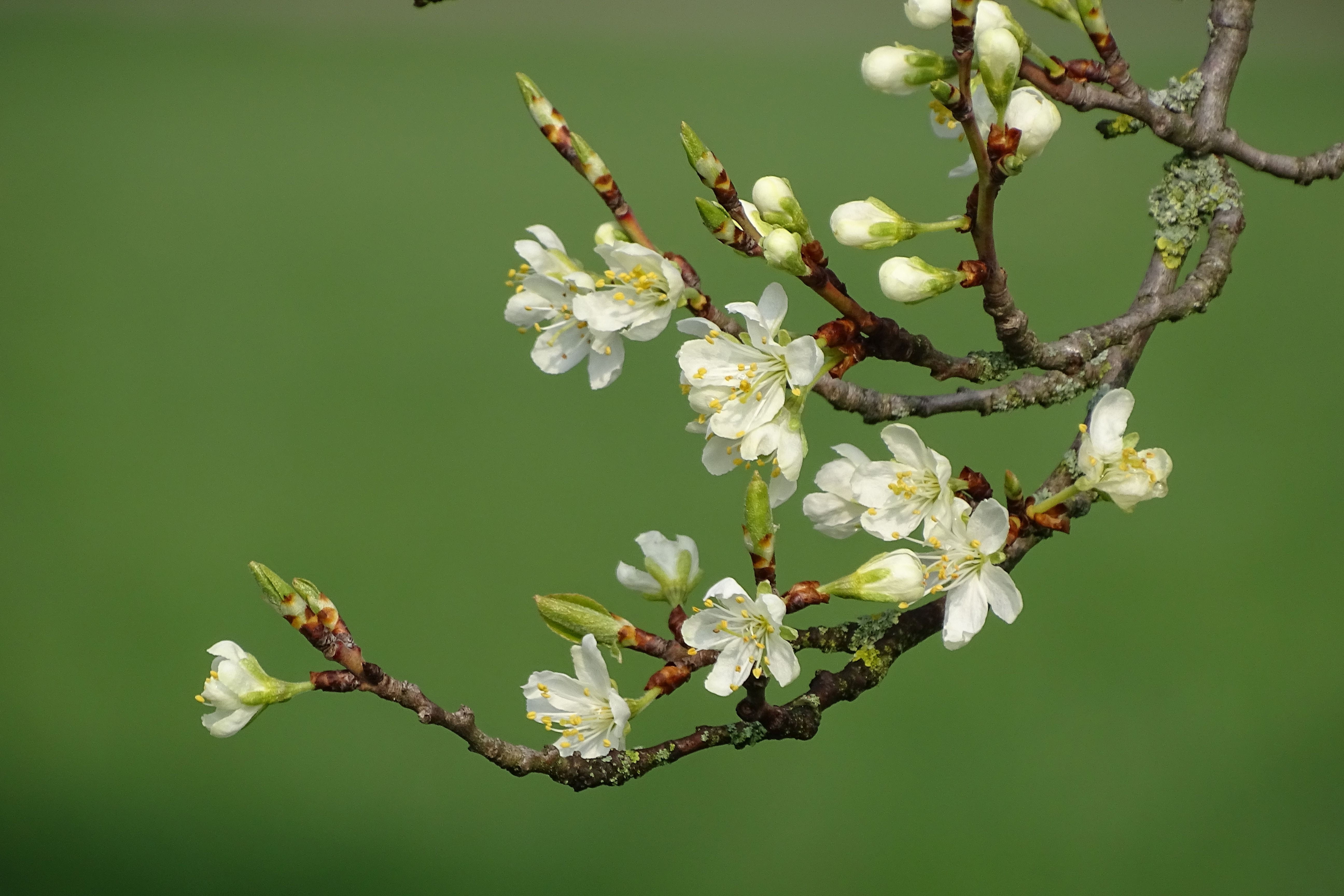close up, garden, cherry blossom, beauty in nature, nature, branch, freshness, white, plant, outdoors, tree, flower, season, yellow, bud, lenz, twig, flowers, HD Wallpaper