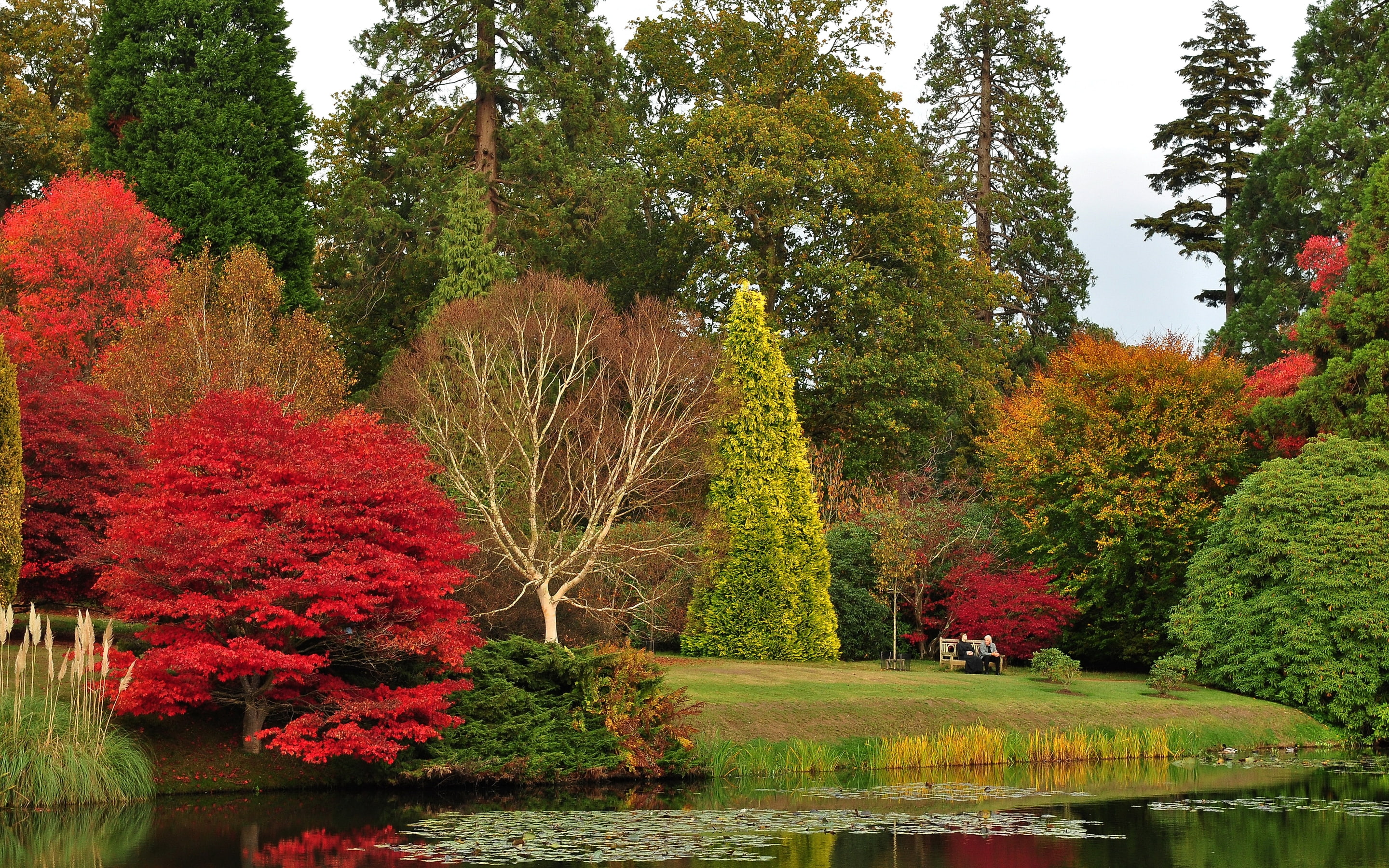 flowers, garden, UK, park, trees, landscape, 2K, sheffield, HD Wallpaper