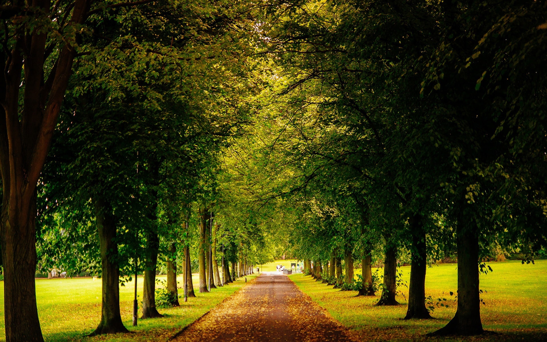 England, 1080P, Trees, Sheffield, Park, Road, Yellow, Autumn, Leaves, HD Wallpaper