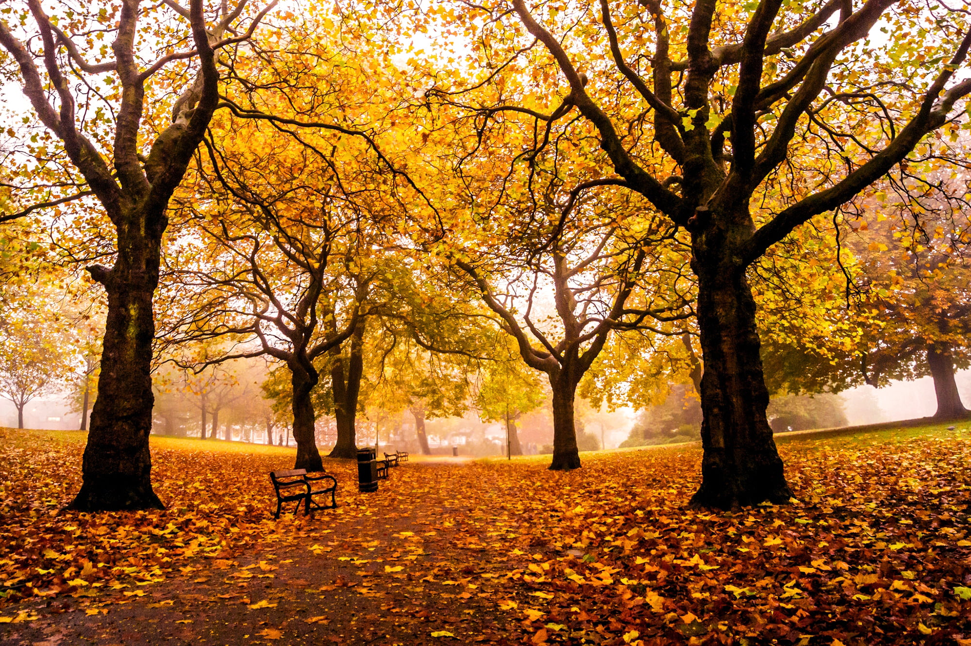 tranquil scene, nature, outdoors, orange color, leaves, 1080P, autumn collection, scenics - nature, trees, tranquility, Weston Park, falling, UK, fall, HD Wallpaper