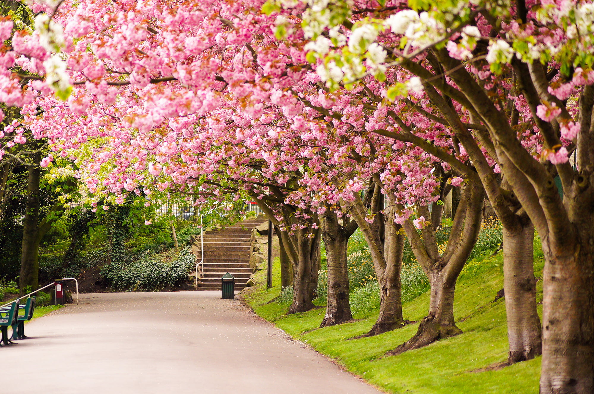 bench, park bench, cherry Blossom, season, japan, cherry, seat, flower, tree, no People, freshness, plant, beauty In Nature, steps, summer, Sheffield, architecture, HD Wallpaper