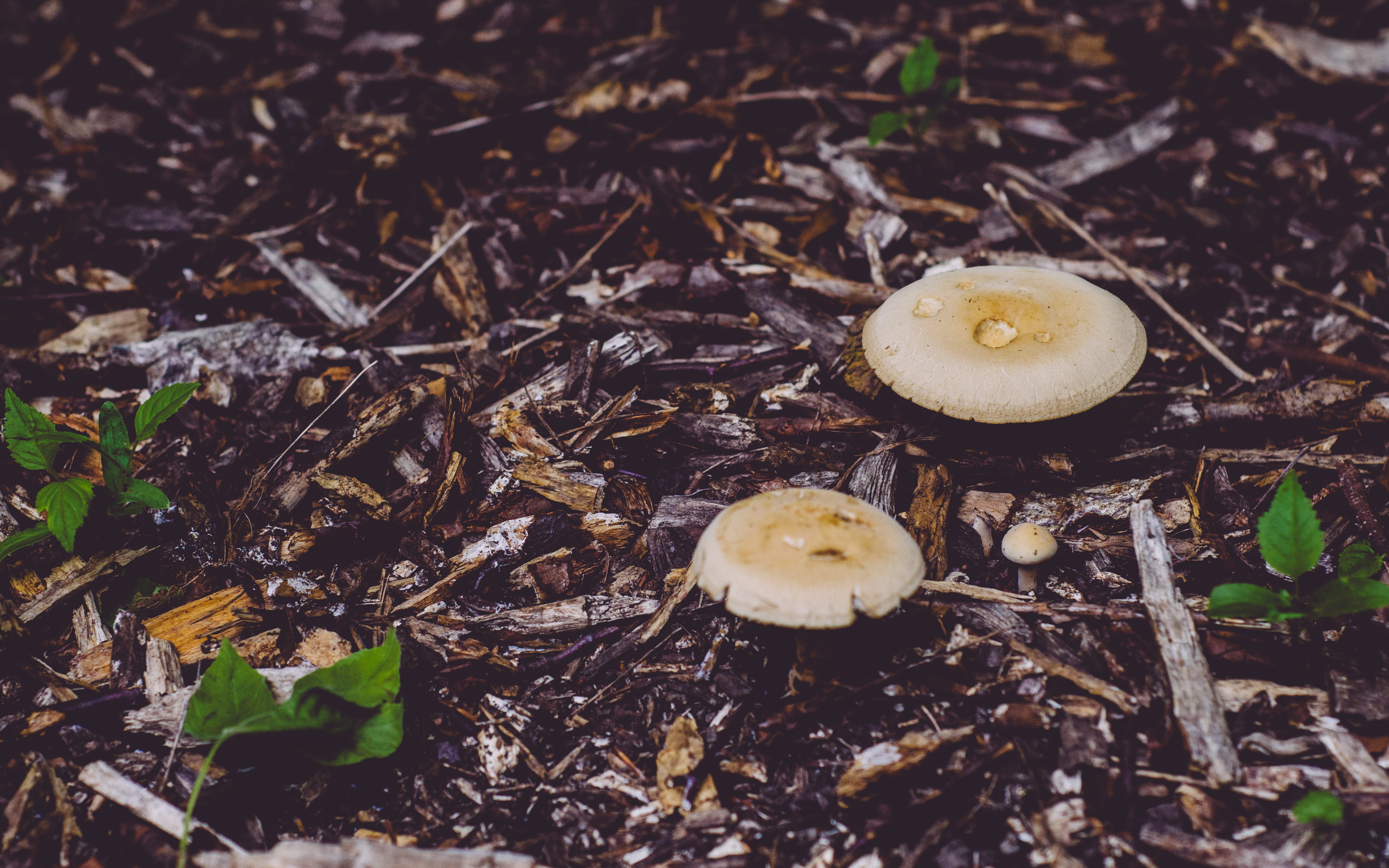 growth, outdoors, 4K, mushrooms, forest, ground, day, beauty in nature, edible mushroom, close-up, food, land, vegetable, high angle view, sheffield, selective focus, HD Wallpaper