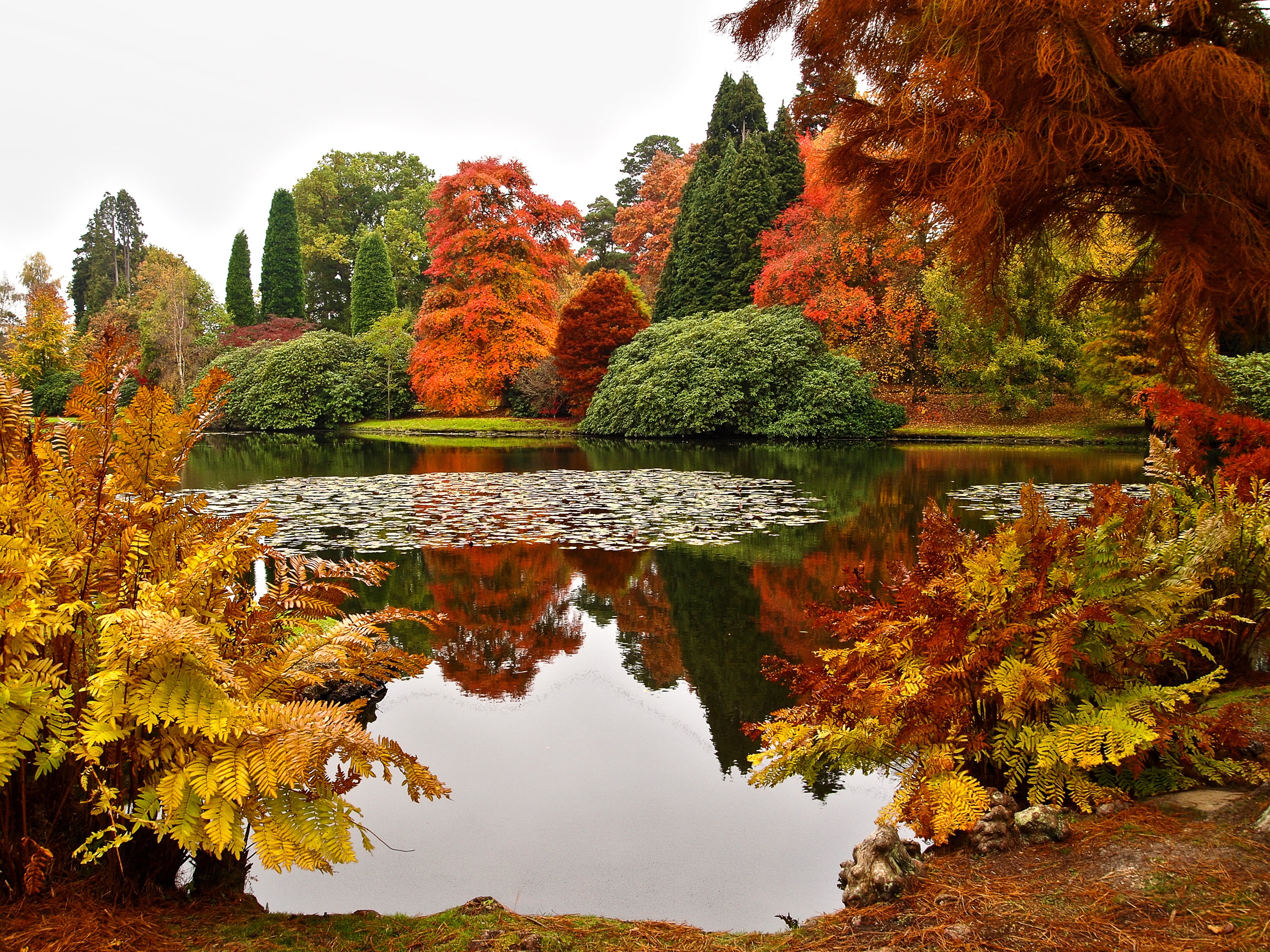 the bushes, autumn collection, 2K, pond, autumn, no people, trees, day, lake, water, change, outdoors, green, sky, Sheffield Park Gar, orange color, brown, HD Wallpaper