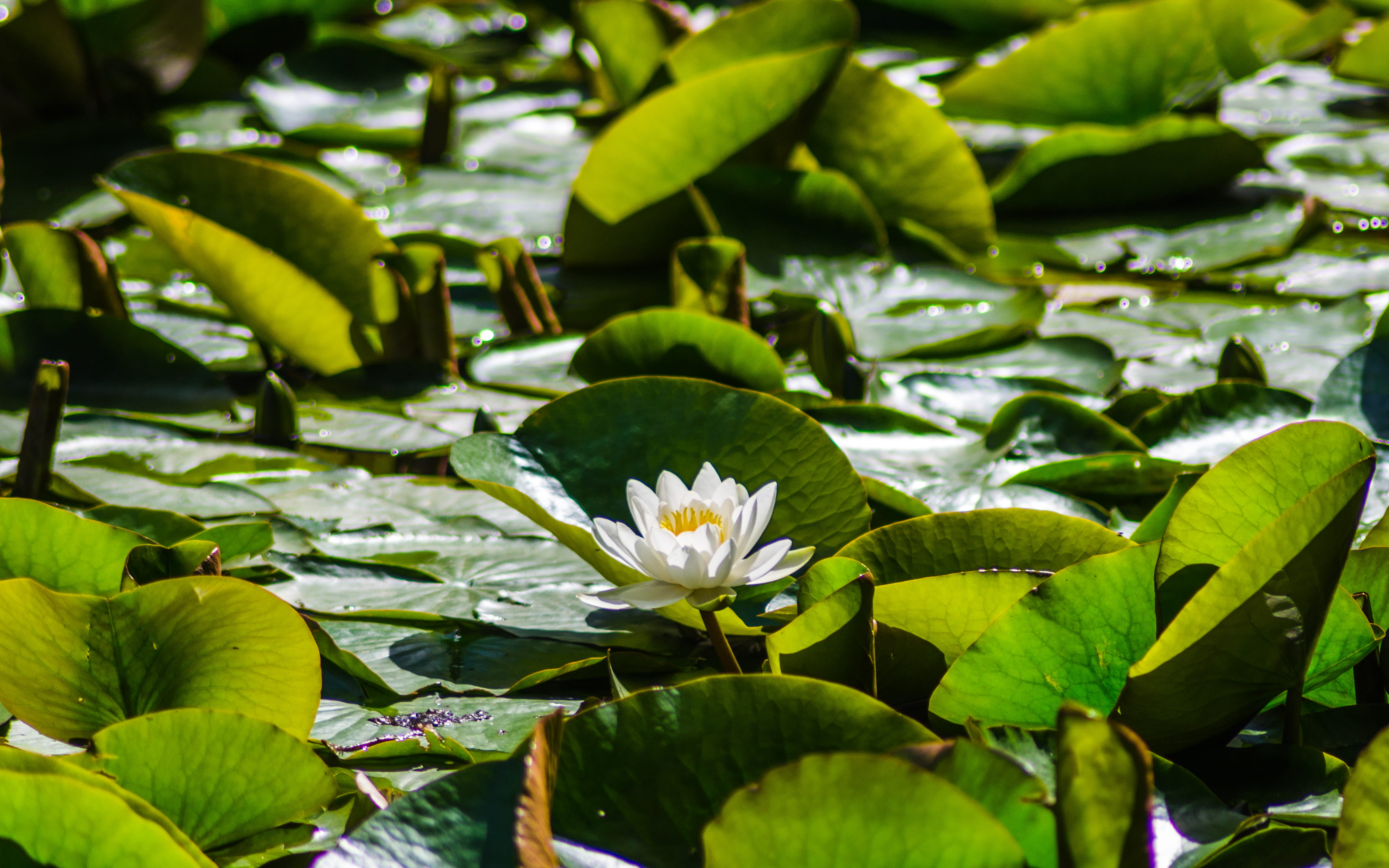 water lily, plant part, leaves, plant, flower head, leaf, whiteley woods, growth, vulnerability, no people, 4K, fragility, outdoors, lily, water, lilypad, HD Wallpaper