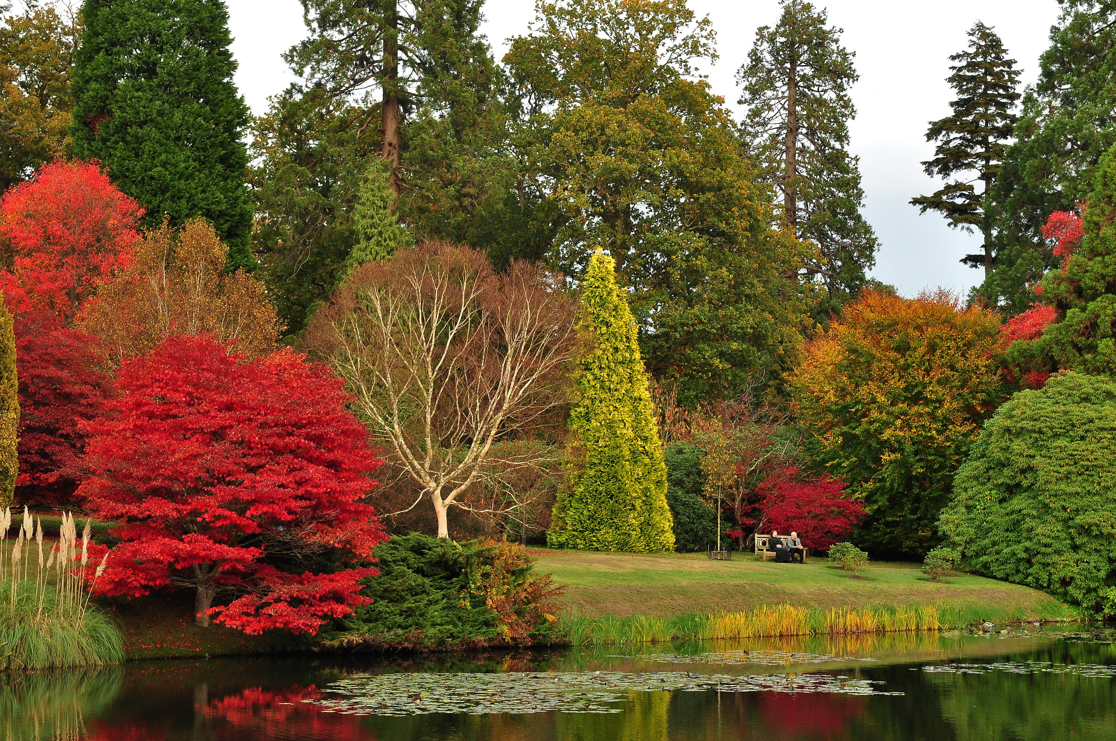 Park, plant, tranquil scene, day, trees, stay, no people, tranquility, orange color, outdoors, Sheffield Park Garden, beauty in nature, reflection, fall, HD Wallpaper