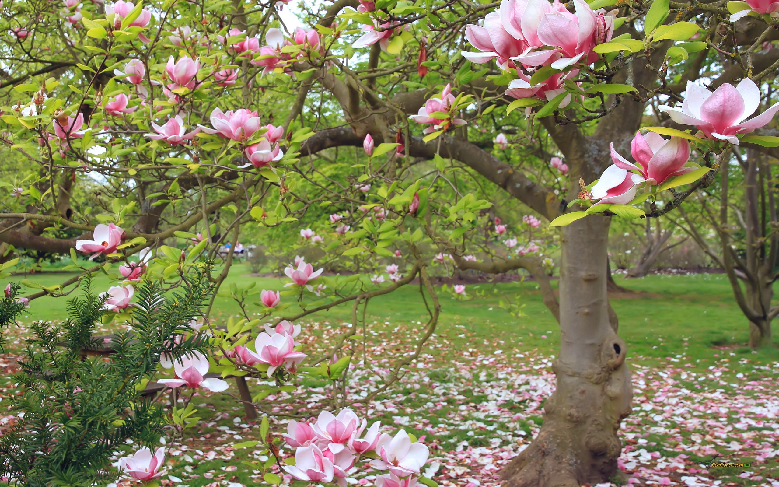 day, grass, tree, growth, outdoors, springtime, fragility, flowers, plant, blossom, cherry tree, branch, park, magnolia, no people, nature, flower head, HD Wallpaper