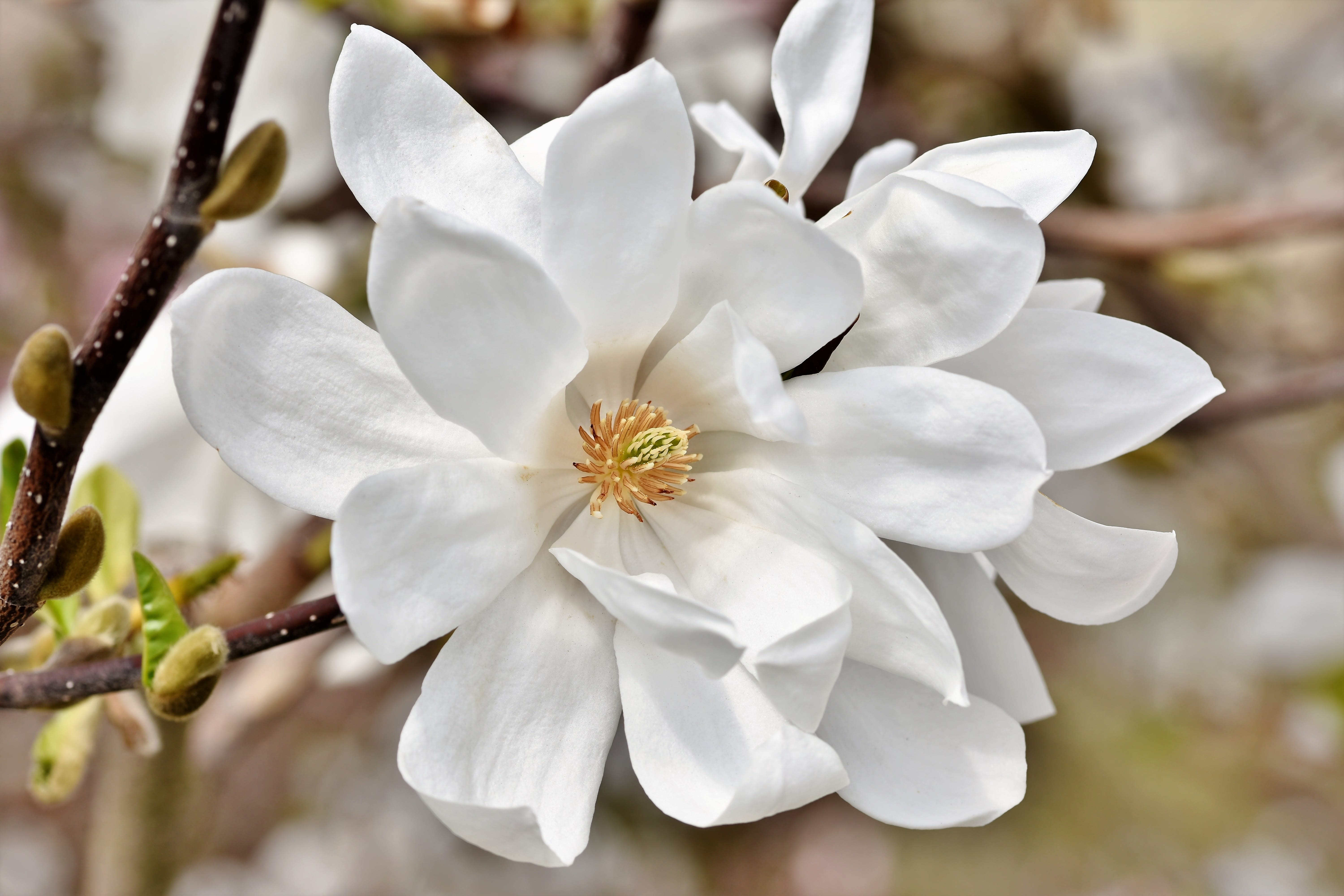 freshness, flower, fragility, white color, springtime, 5K, day, cherry blossom, flowers, bloom, pollen, no people, focus on foreground, bud, magnolia tree, HD Wallpaper