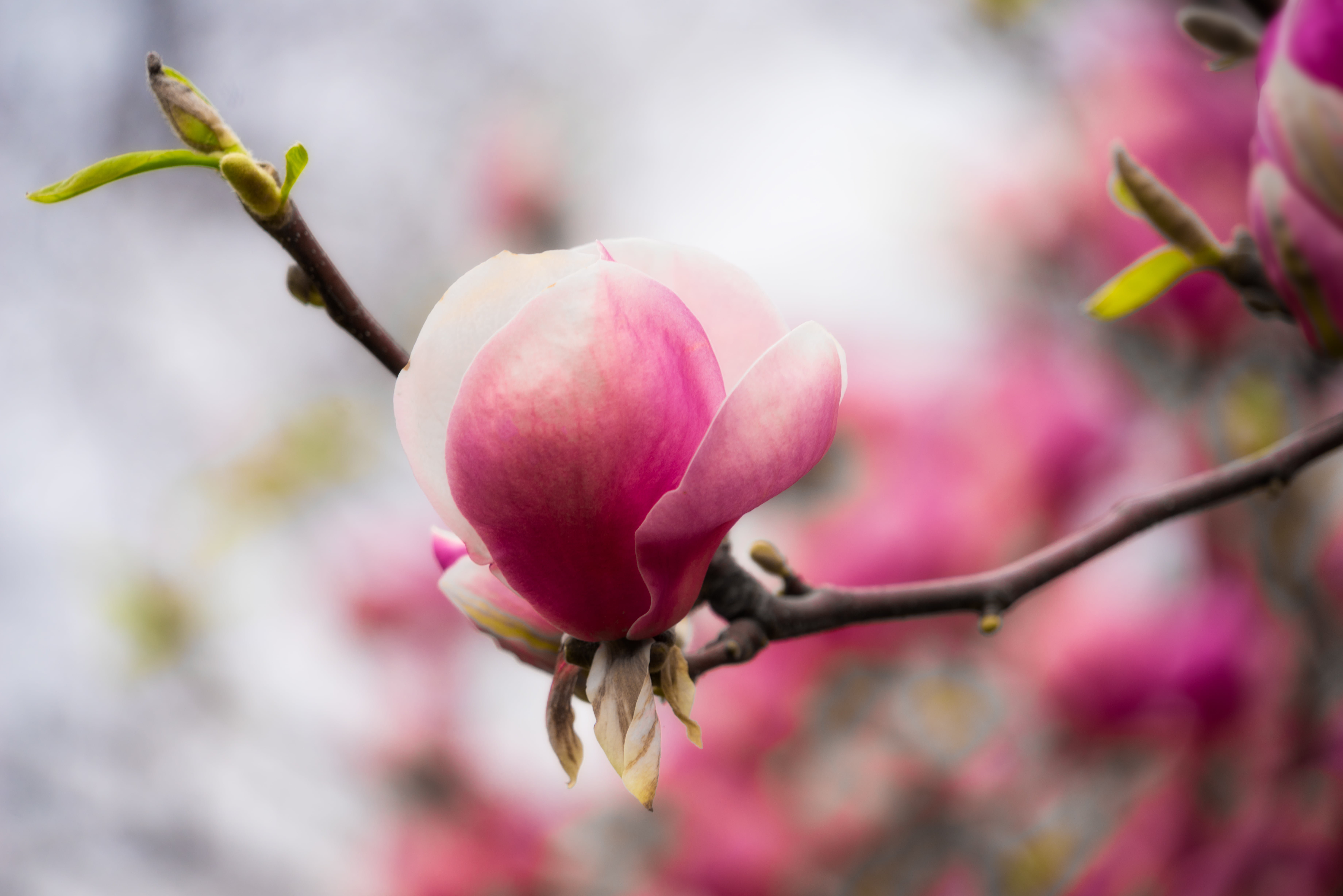 flower Head, petal, pink Color, prague, branch, pink, flower, plant, fruit, spring, blossom, Magnolia, 5K, leaf, tree, photography, freshness, shallow, HD Wallpaper