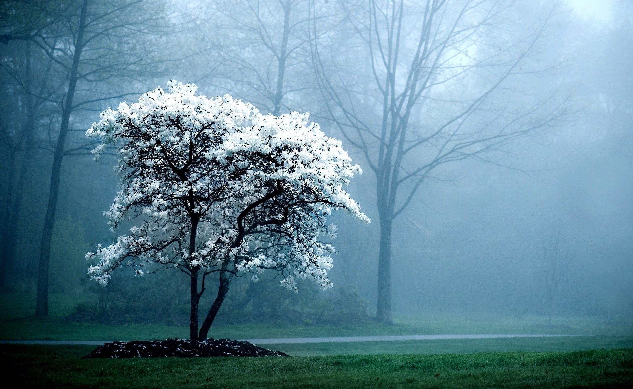 magnolia, landscape, 2K, growth, branch, cold, nature, flowering, Seasons, freshness, white color, outdoors, scenics - nature, no people, beauty in nature, HD Wallpaper