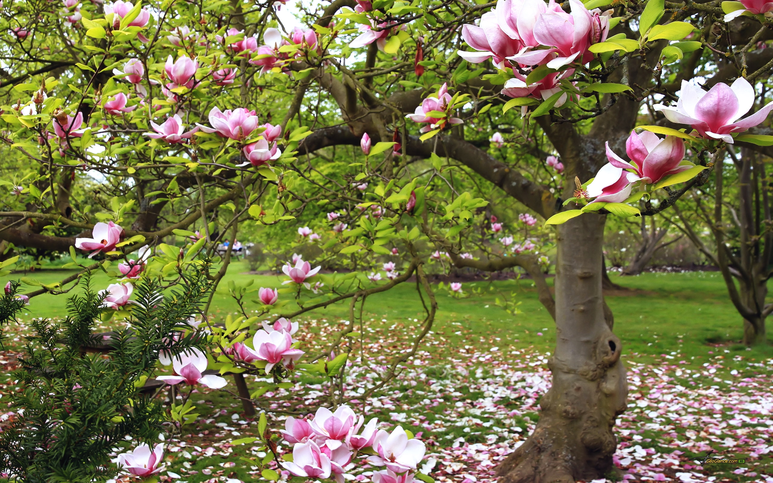pink, bloom, flowers, 2K, magnolia, tree, HD Wallpaper