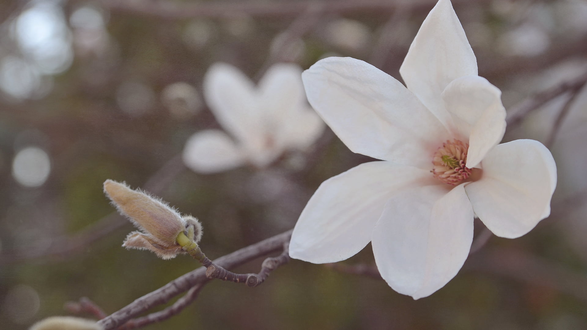 vulnerability, growth, blossoms, plant, freshness, white color, pollen, 1080P, fragility, flower, tree, close-up, white, branch, flowering plant, flowers, HD Wallpaper