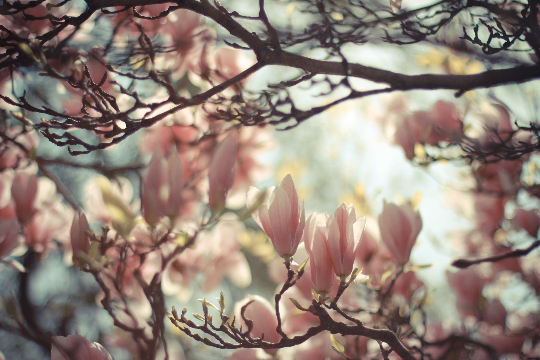 magnolia, pink, nature, 1080P, plants, blossoms, bright, HD Wallpaper