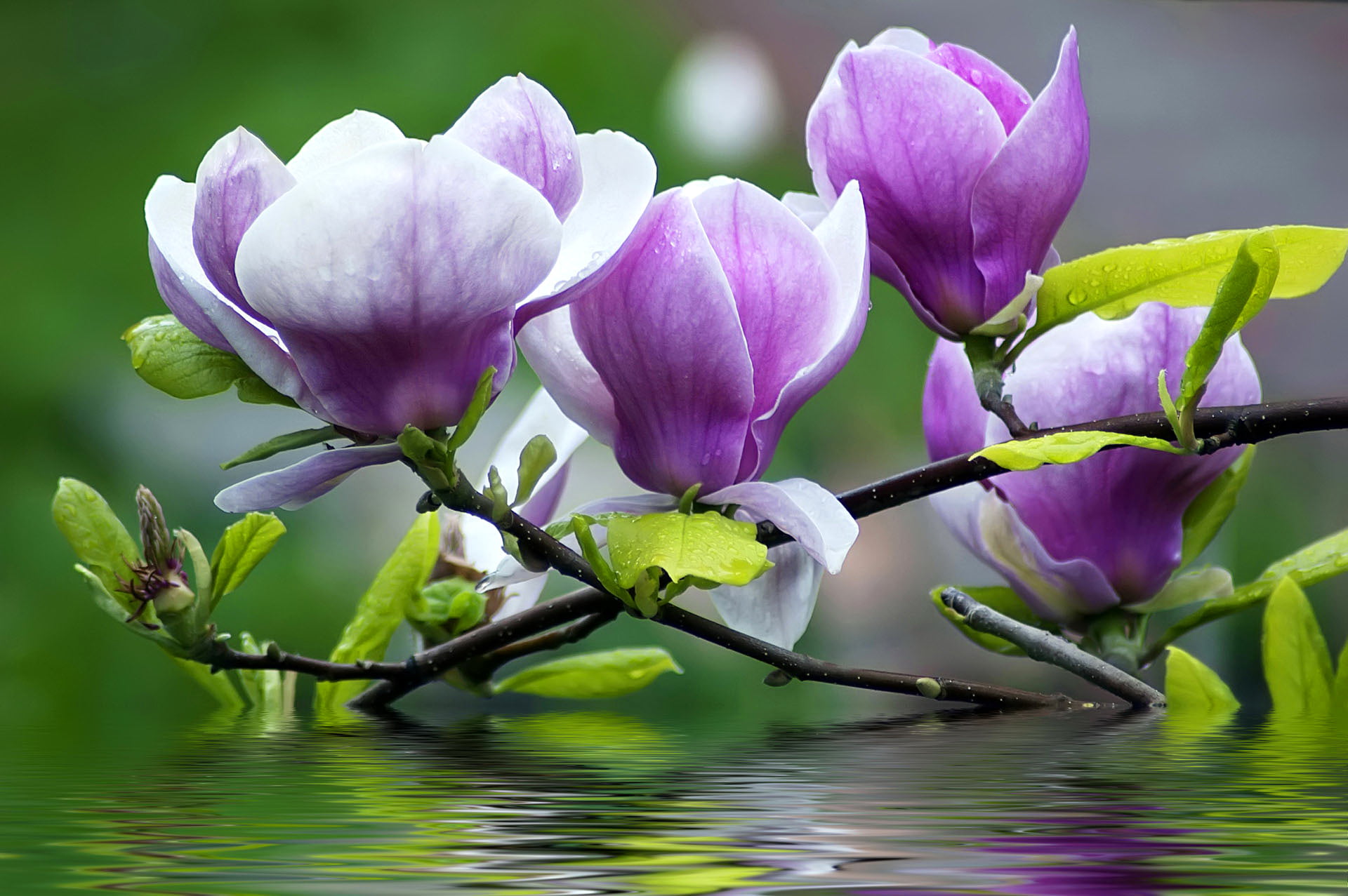 beauty In Nature, pink Color, season, focus on foreground, freshness, petals, flowering plant, blossom, lake, lotus Water Lily, water Lily, stem, petal, HD Wallpaper