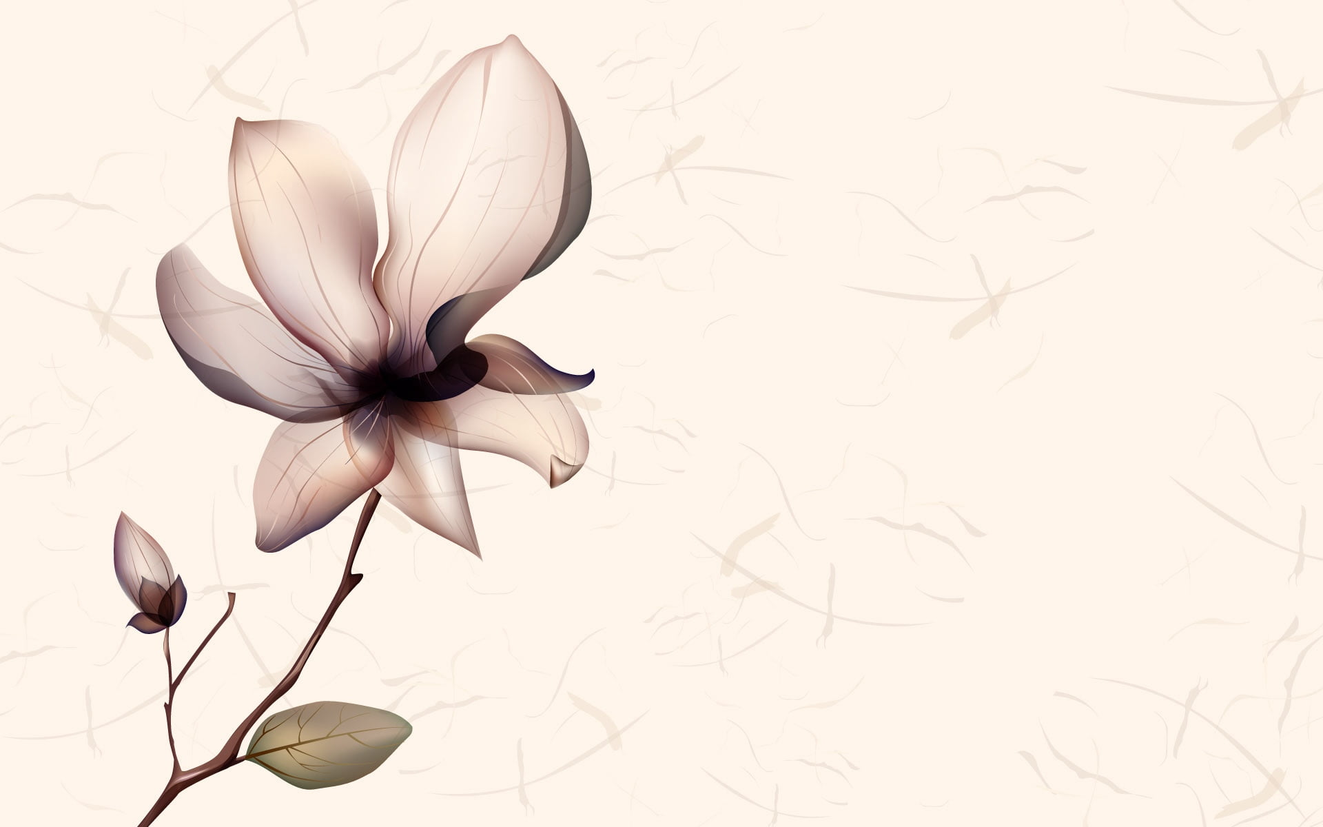 growth, vulnerability, ornate, white background, flower Head, backgrounds, flower, indoors, beauty In Nature, plant part, 1080P, vector, leaf, abstract, HD Wallpaper