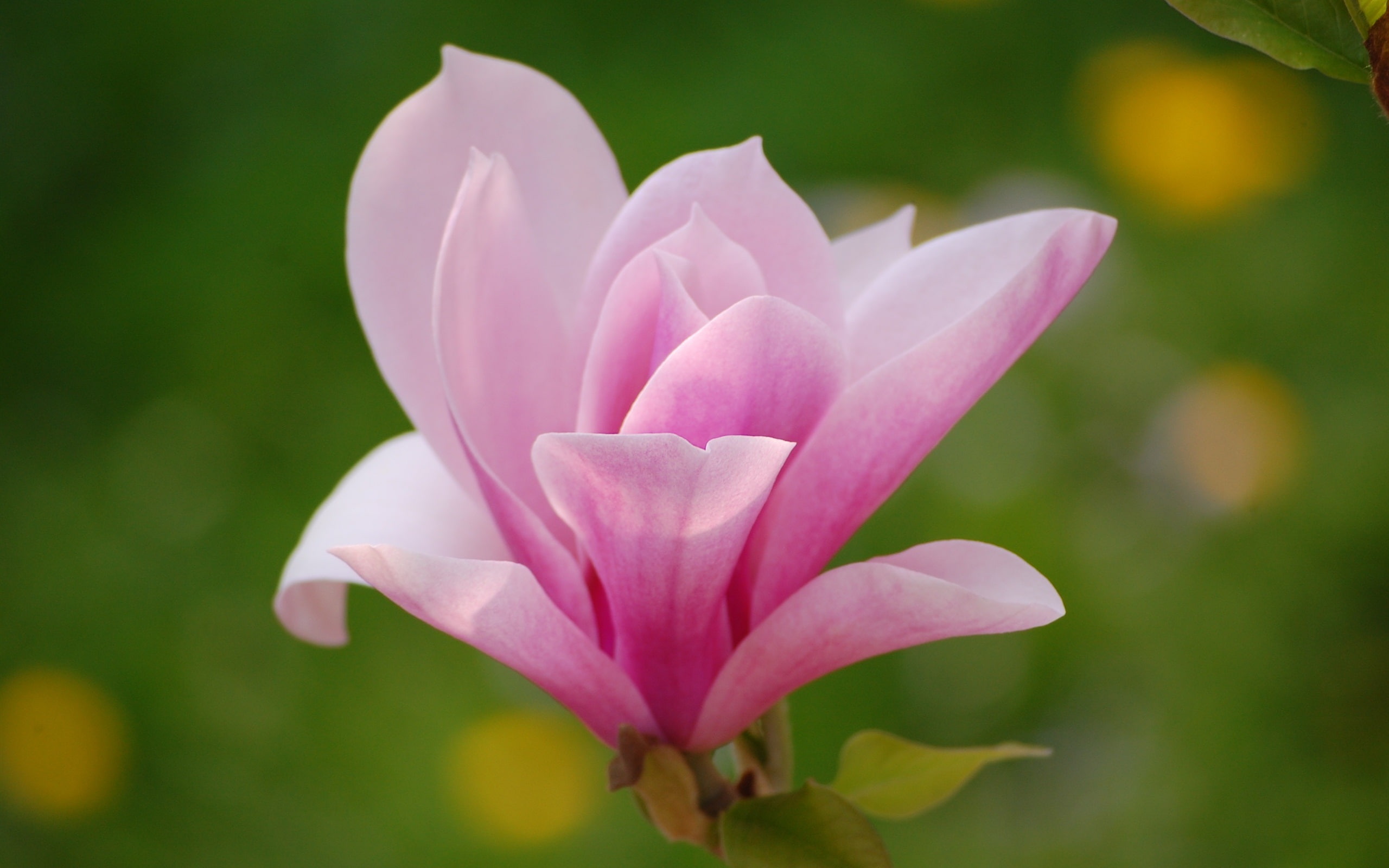 Flower, Magnolia, Petals, Photography, 2K, Pink, Macro, HD Wallpaper