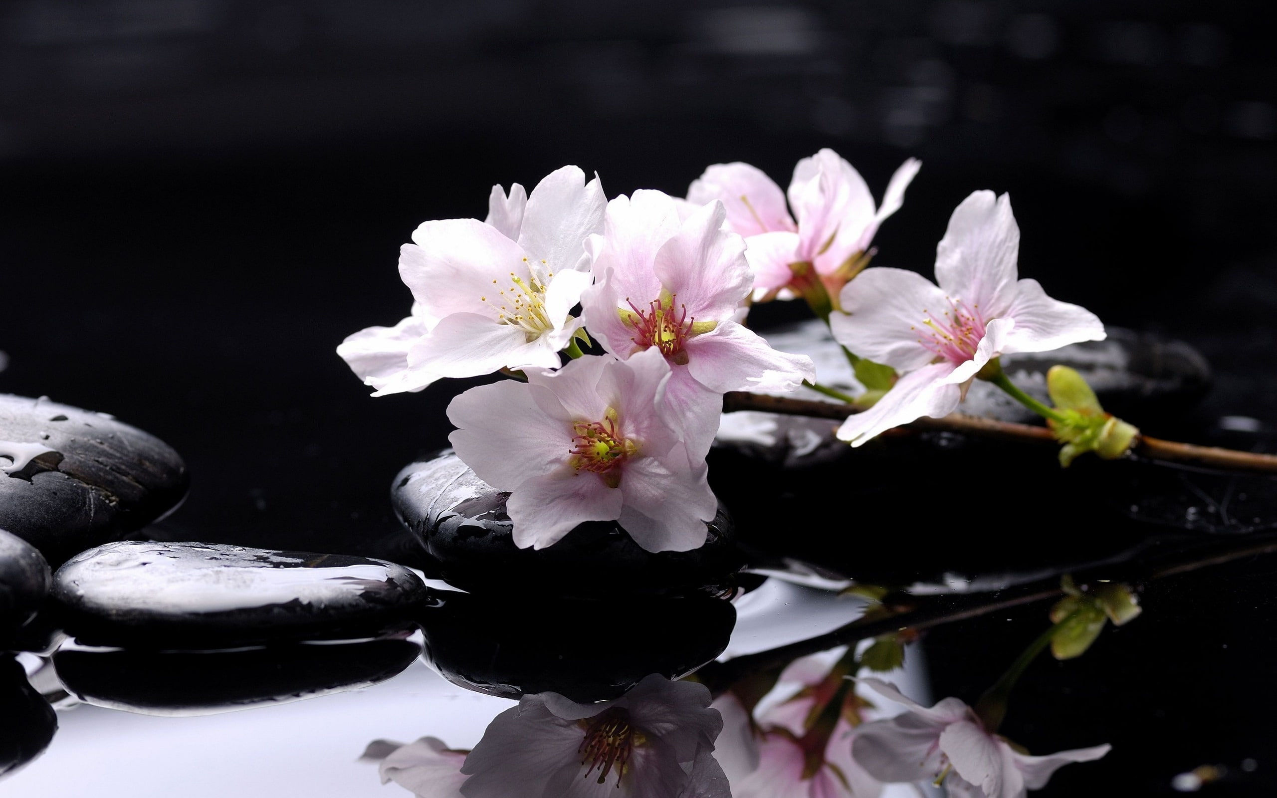 stones, background, white, photo, magnolia, spa, flower, flowers, 2K, HD Wallpaper