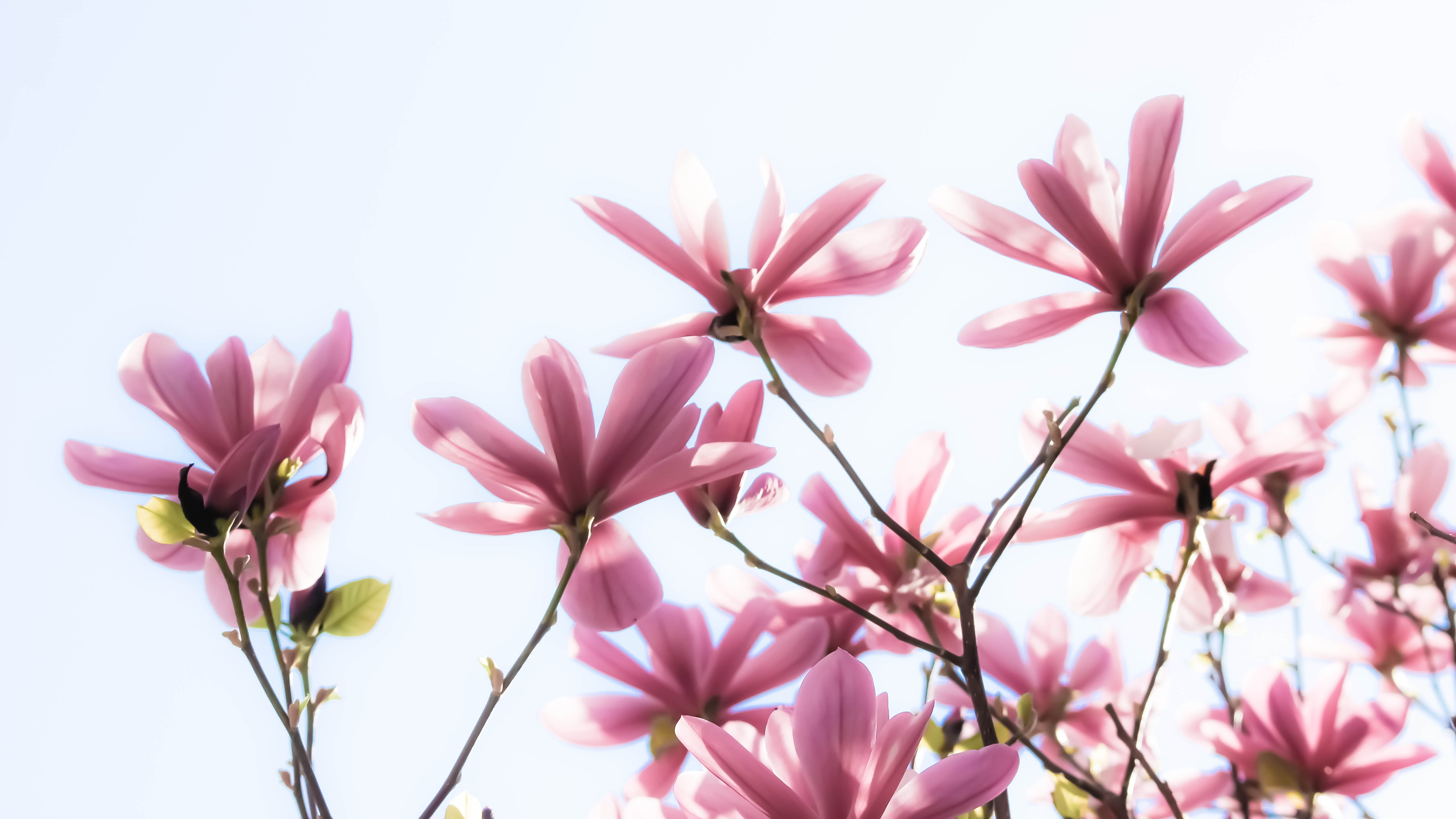 green, 5K, plant, springtime, Explore, Flower, flower Head, pink, magnolia, blossom, pink Color, nature, Reaching for the sky, petal, flowers, HD Wallpaper