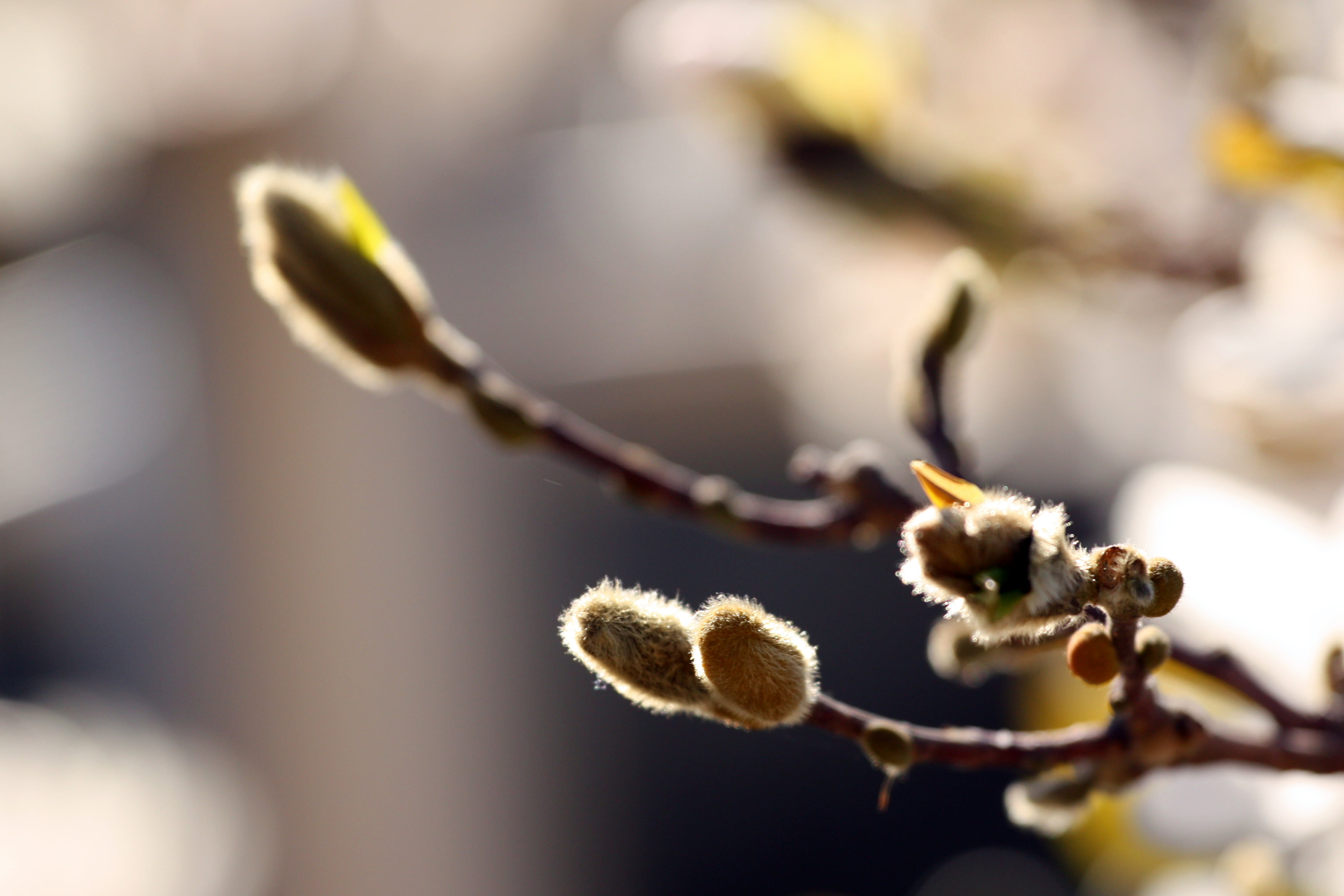 California, branch, photo, close-up, fruit, Buds, springtime, bud, nature, macro, plant, flowers, Japanese, season, close, flower, blossom, John Morgan, HD Wallpaper