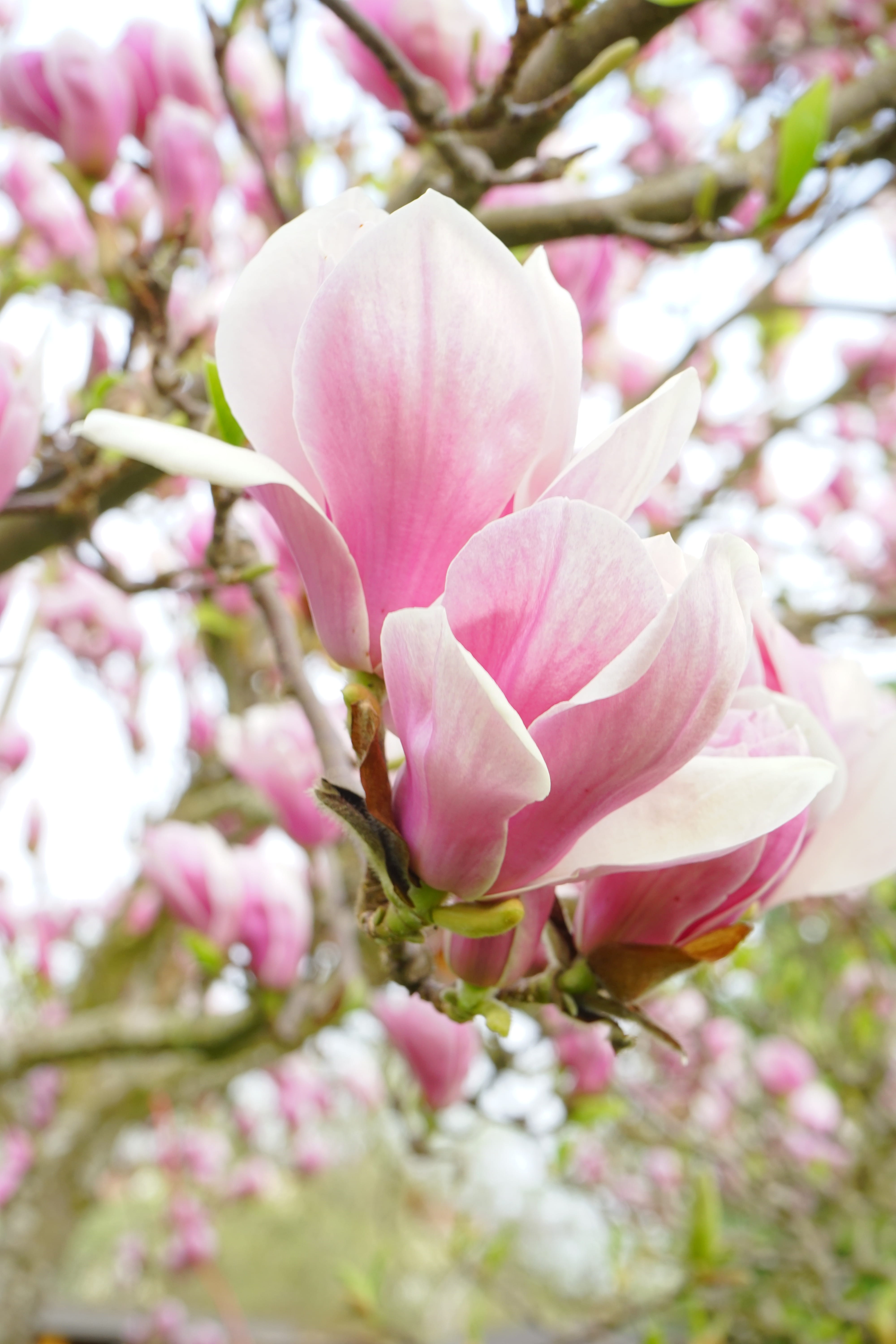 flowers, closeup, pink, freshness, outdoors, magnolias, leaf, no people, ornamental plant, botany, pink Color, sakura, fragility, blossom, petal, tulip magnolia, Phone HD Wallpaper