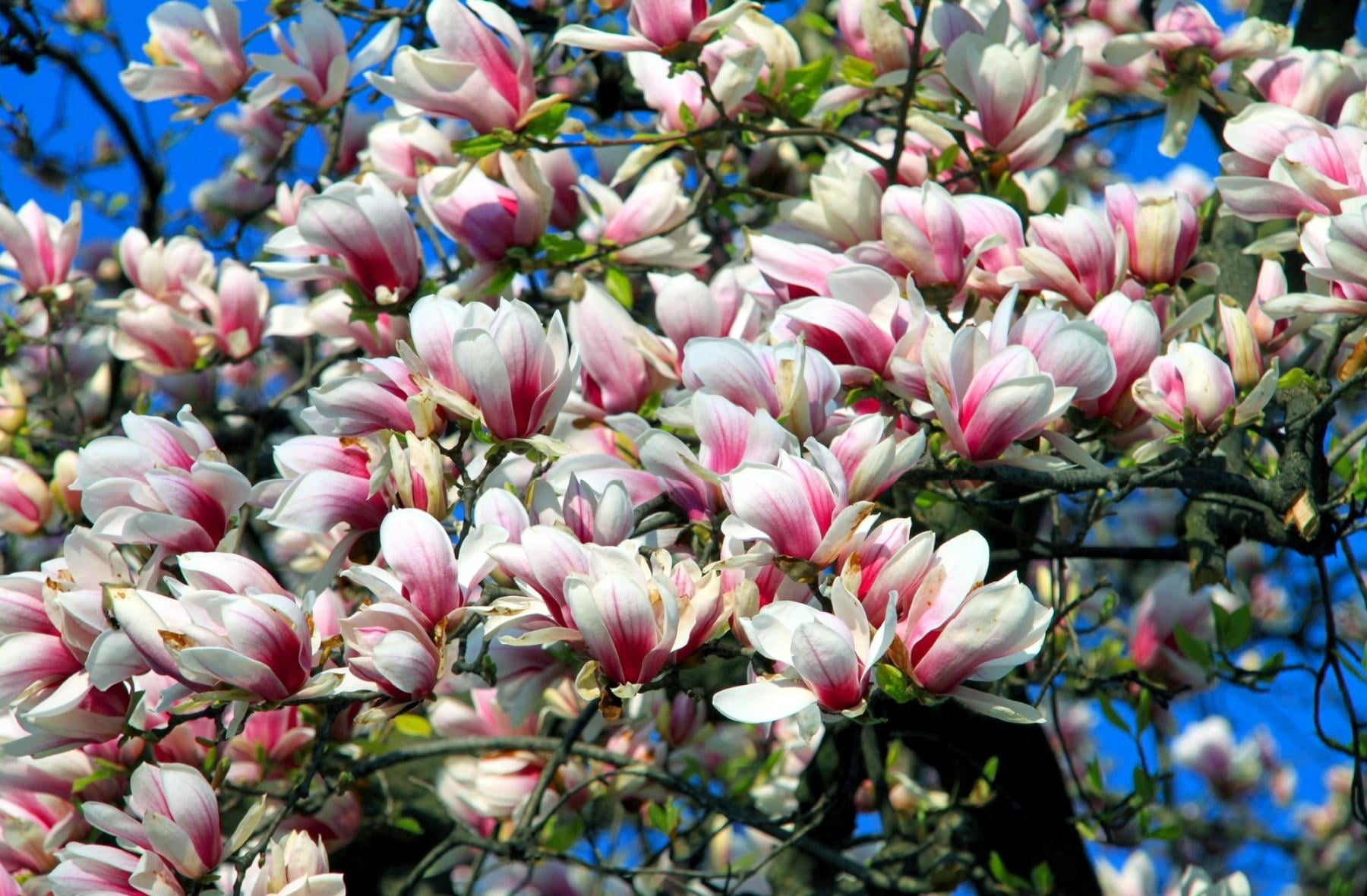 blossoms, pink Color, backgrounds, freshness, green Color, abundance, outdoors, vibrant Color, growth, flower Head, plant, beauty In Nature, selective focus, HD Wallpaper