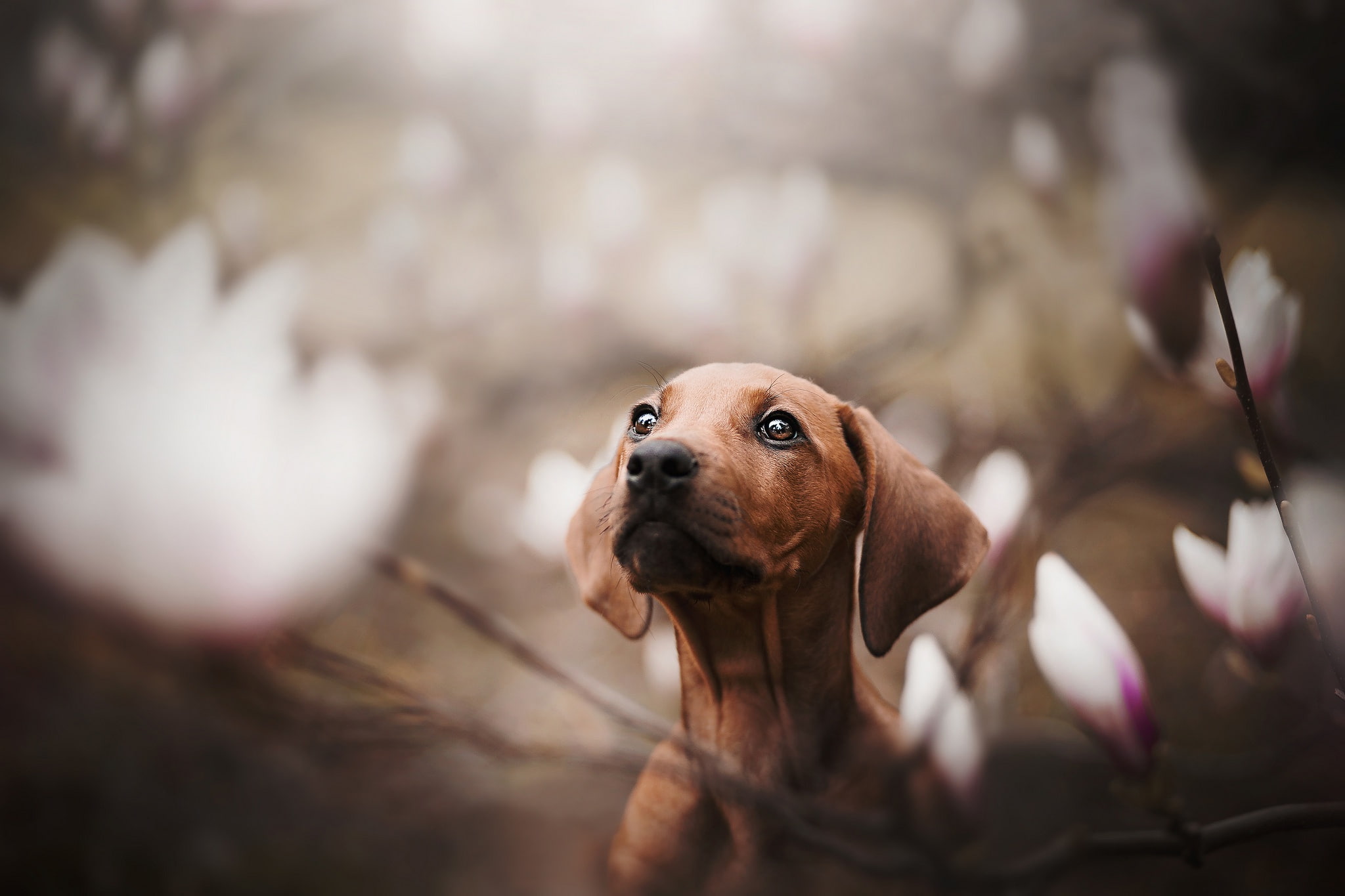 dog, bokeh, Dachshund, Magnolia, 1080P, doggie, face, HD Wallpaper