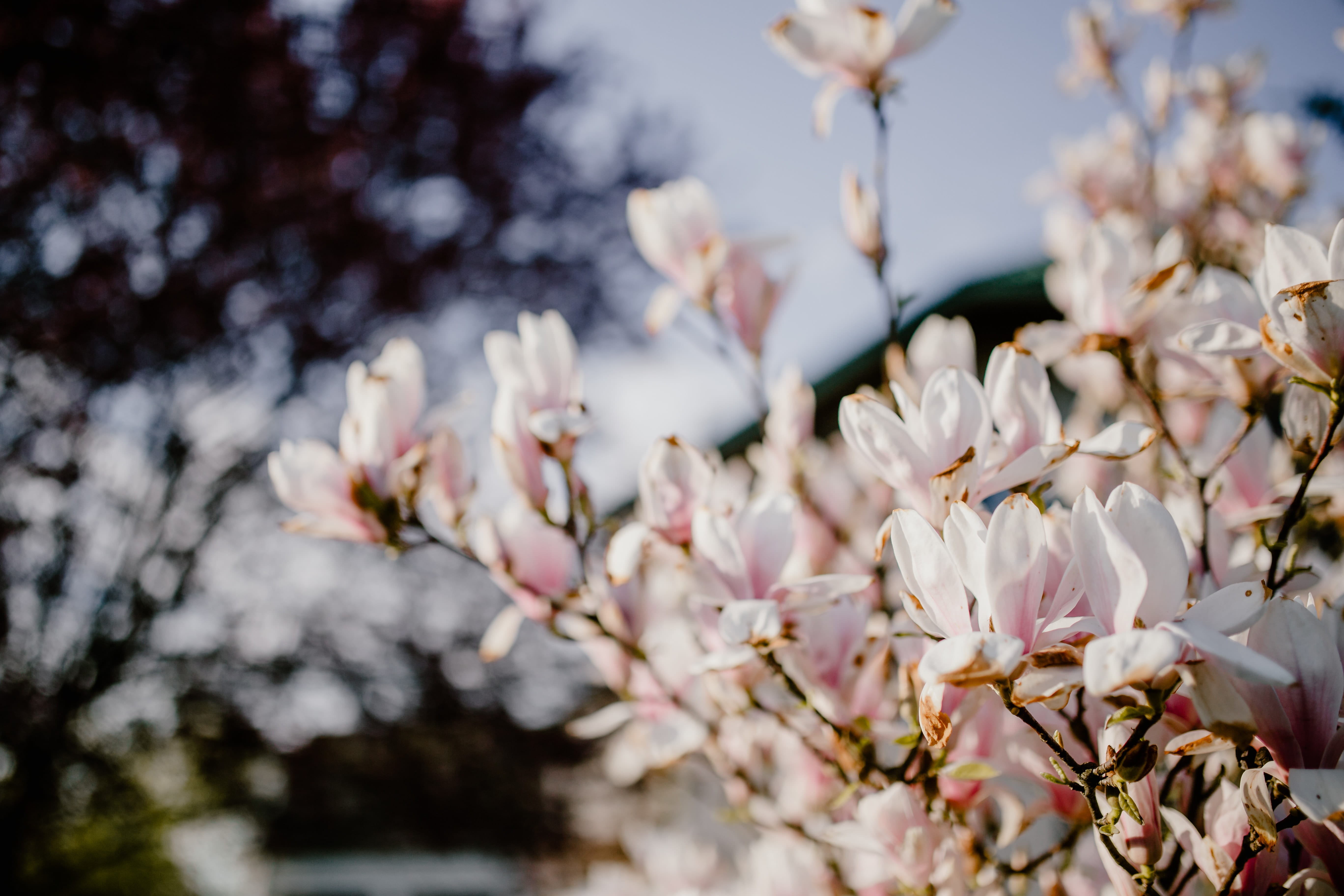 branch, garden, focus on foreground, plant, twig, magnolia, april, botany, nature, beauty in nature, floral, bloom, outdoors, lovely, blossom, tree, pink color, HD Wallpaper
