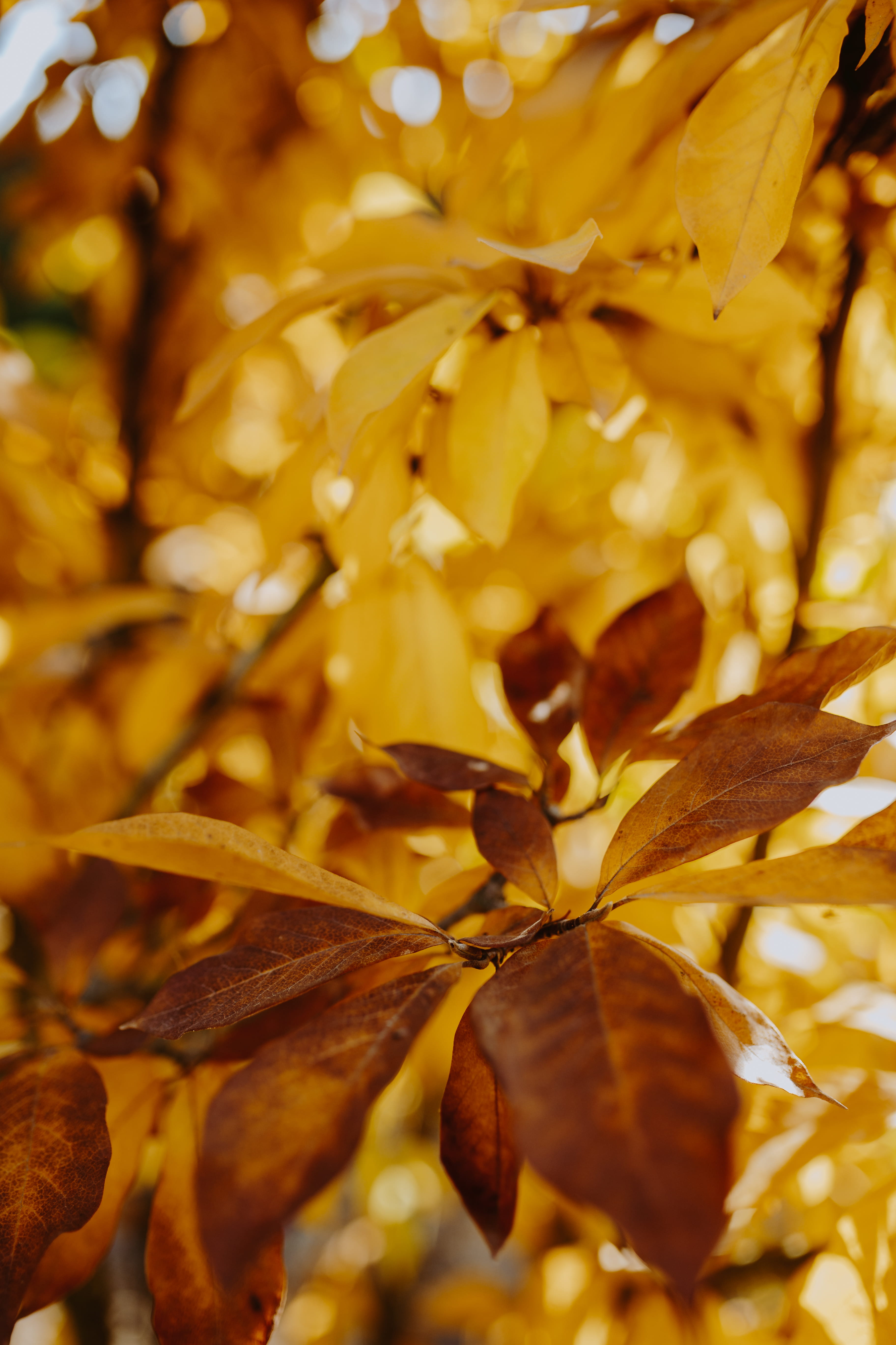 5K, yellow, vulnerability, fragility, leaf, day, orange, leaves, no people, growth, plant, plant part, change, outdoors, flower head, nature, selective focus, Phone HD Wallpaper