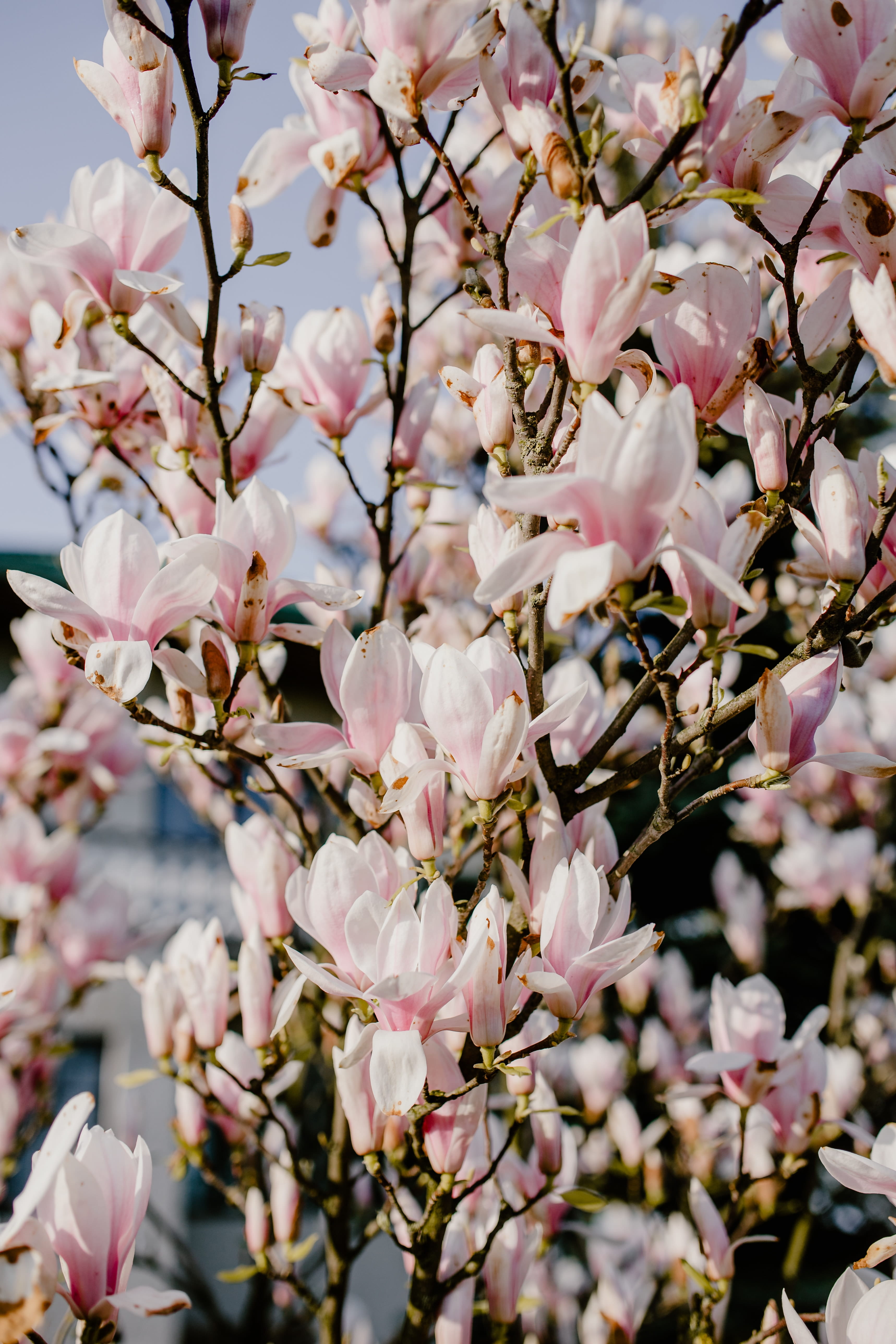 floral, botany, bloom, outdoors, pink color, flowers, tree, flower, fragility, plant, beauty in nature, spring, flowering plant, 5K, petal, magnolia, day, Phone HD Wallpaper