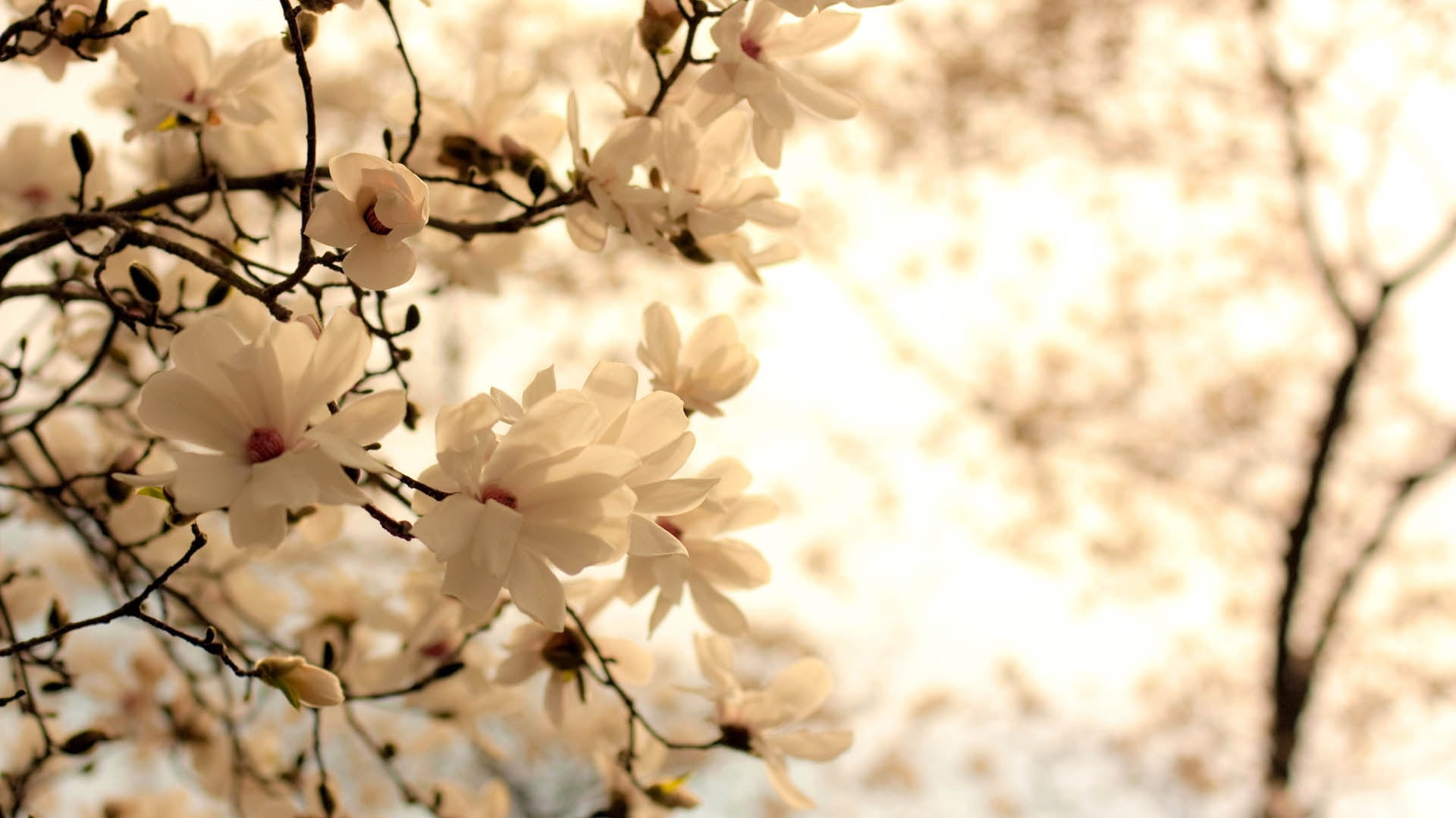 flower, low angle view, japan, bright, summer, 1080P, vulnerability, backgrounds, blossoming, macro, no People, blossom, outdoors, cherry Blossom, close-up, HD Wallpaper