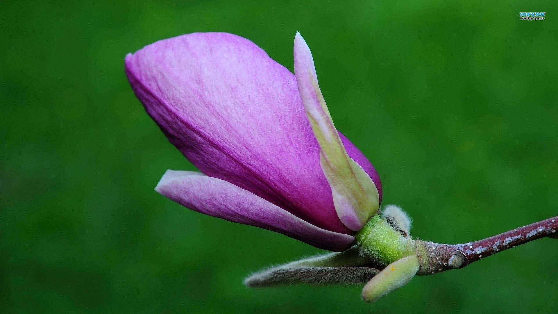 green, magnolia, flower, purple, 1080P, pink, 3d and abstract, HD Wallpaper