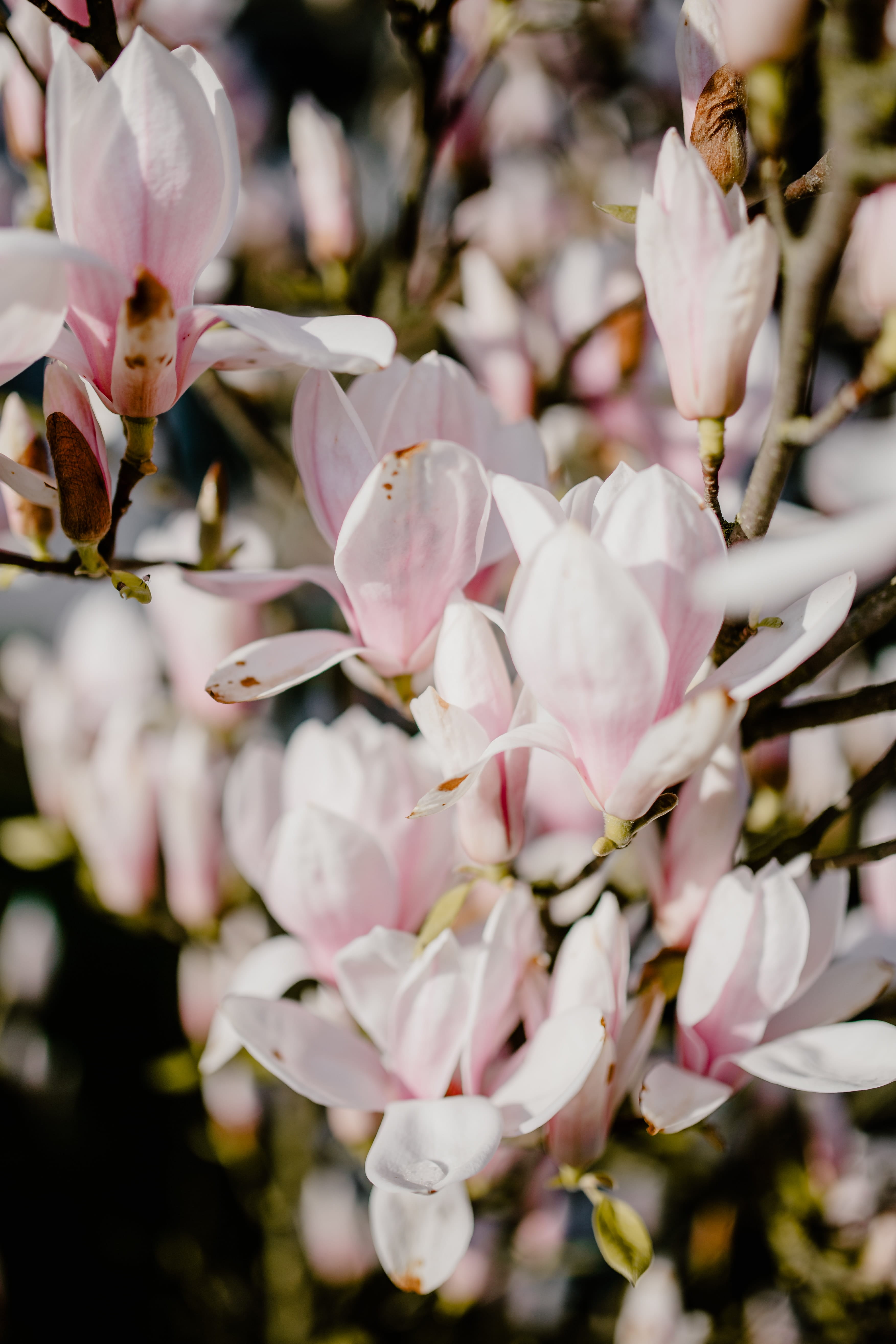 freshness, blossom, bloom, magnolia, pollen, floral, cherry tree, selective focus, branch, plant, 5K, pink, spring, flower head, vulnerability, flowers, Phone HD Wallpaper