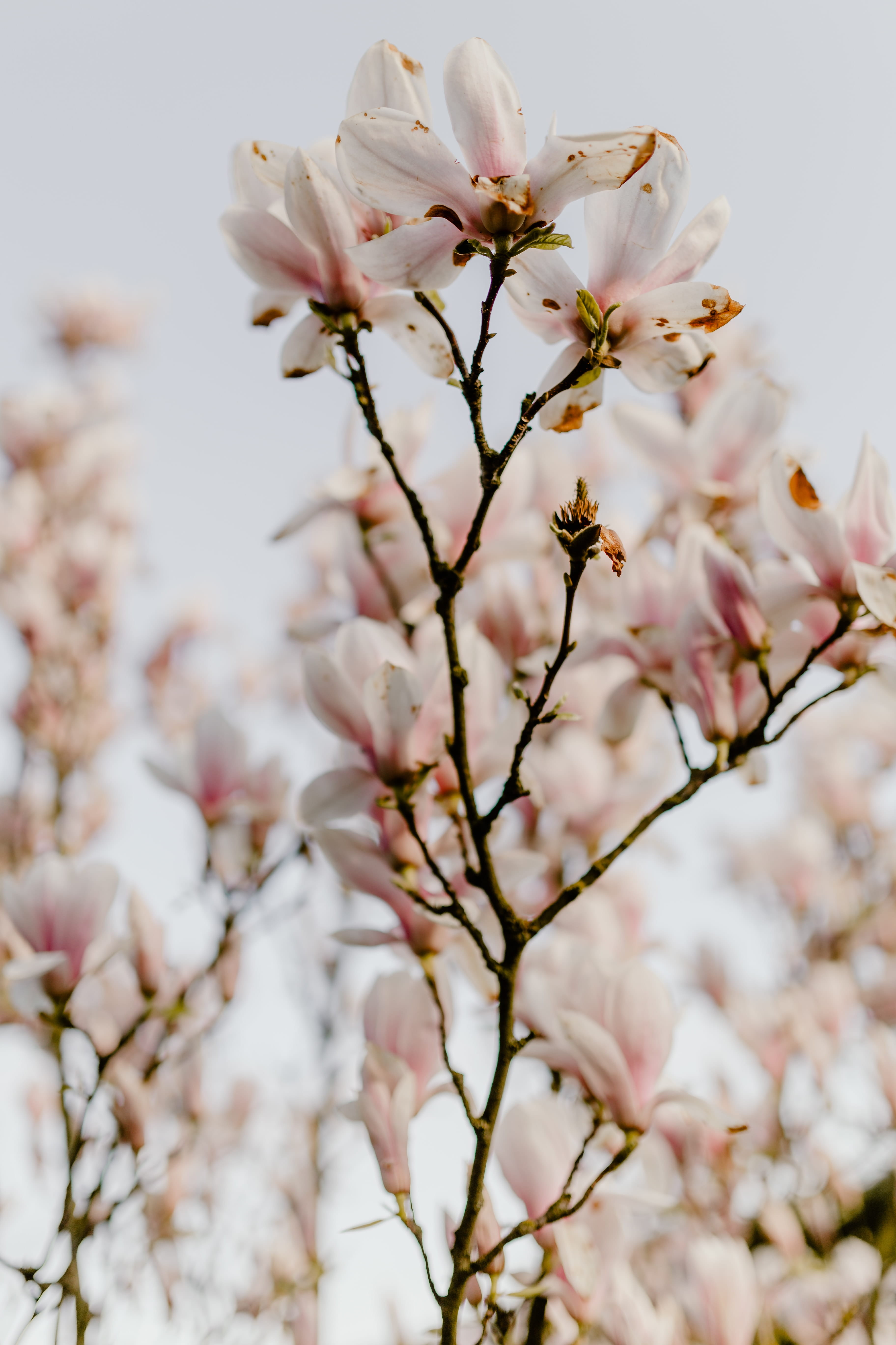 petal, tree, flowering plant, beauty in nature, plum blossom, flowers, april, flower head, outdoors, cherry tree, spring, nature, vulnerability, no people, Phone HD Wallpaper