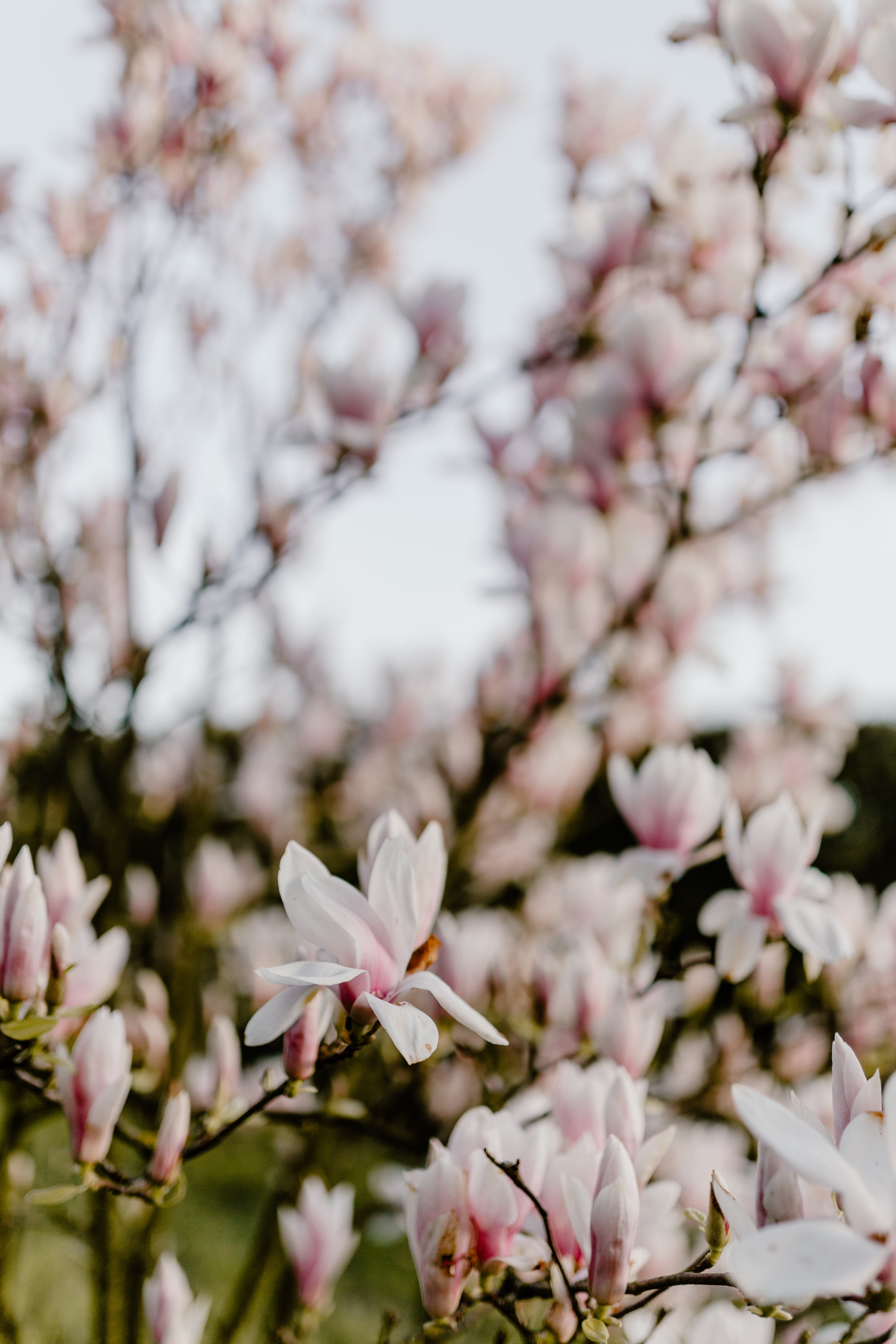 blossom, magnolia, flower, vulnerability, cherry tree, white color, pink, april, outdoors, no people, lovely, floral, cherry blossom, spring, branch, freshness, Phone HD Wallpaper