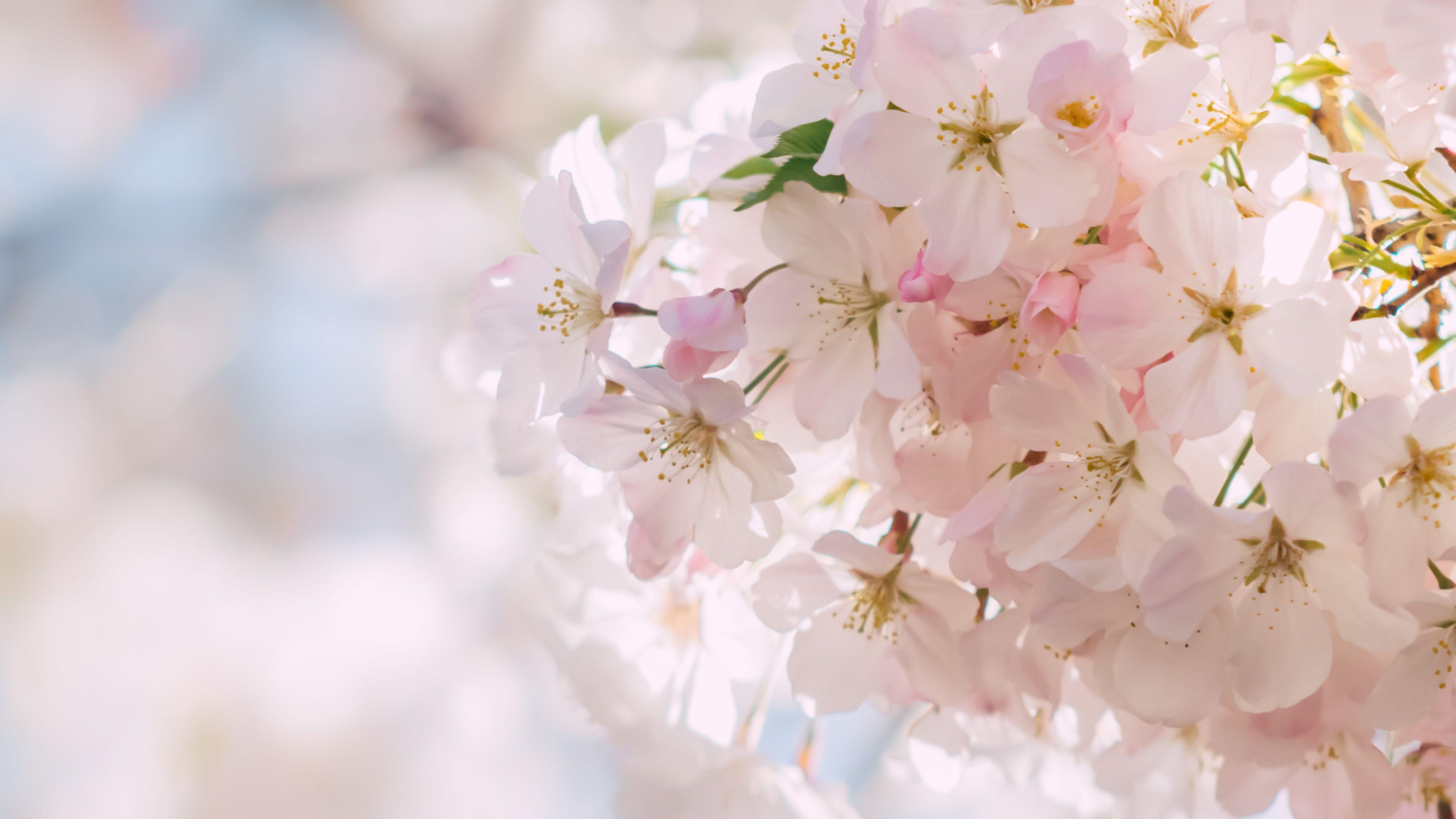 outdoors, day, cherry tree, pink color, close-up, nature, flowering plant, freshness, cherry blossom, vulnerability, growth, blossom, bunch of flowers, HD Wallpaper
